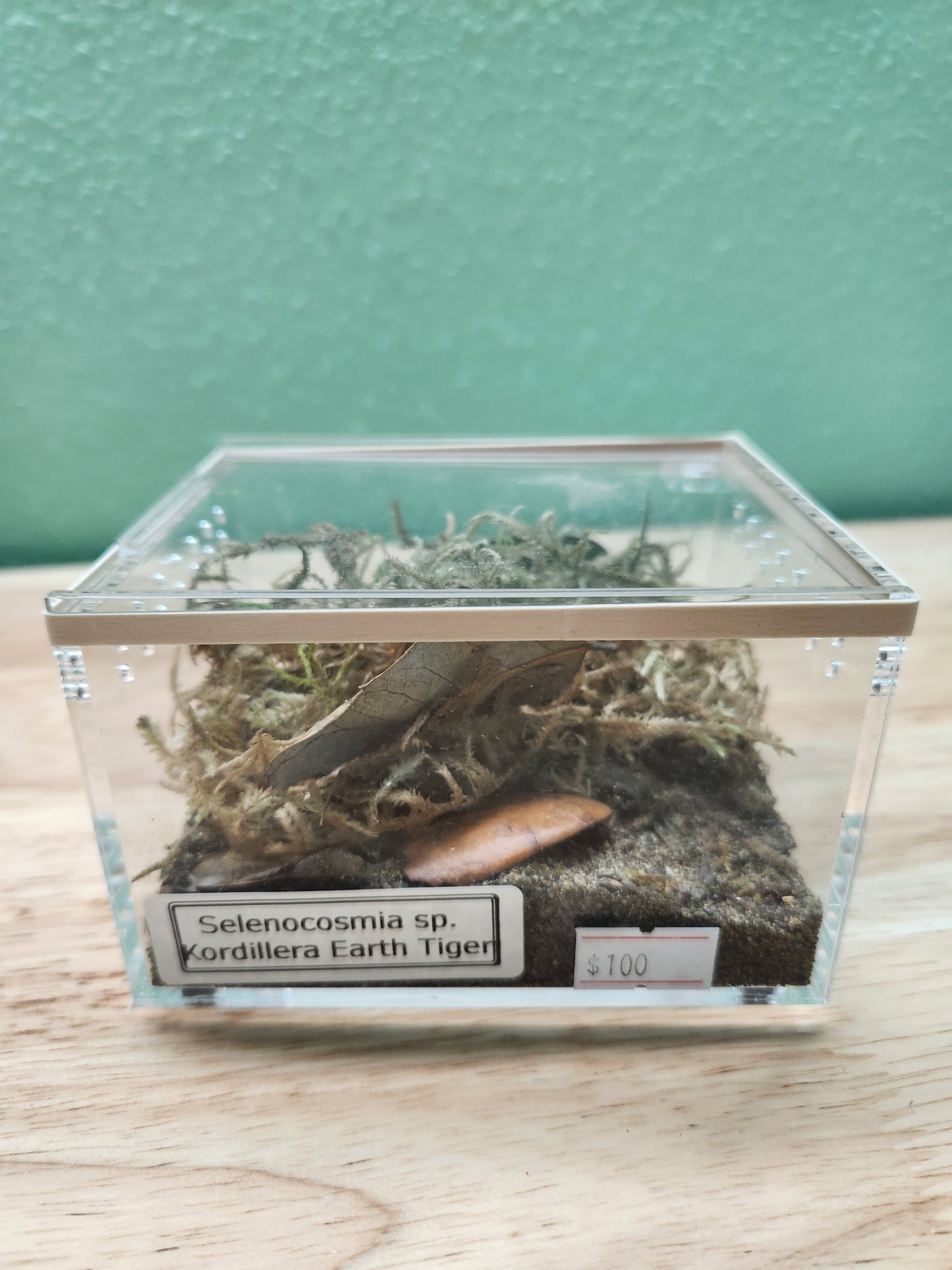 Tarantula - Selenocosmia sp. "Kordillera Earth Tiger" Tarantula - Unsexed