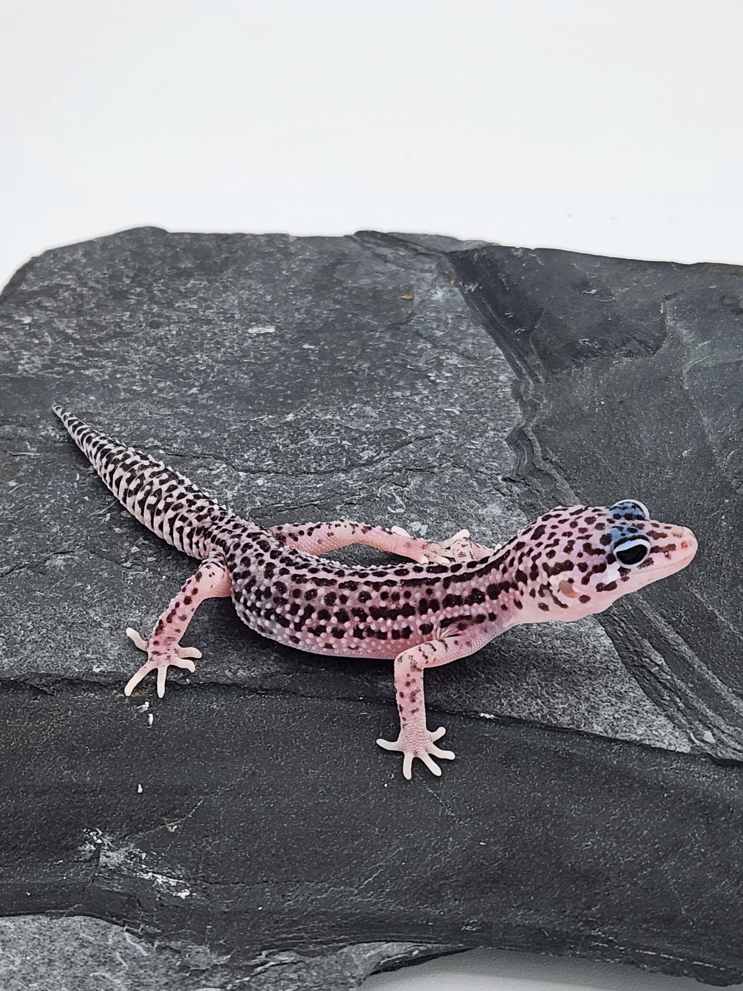 Leopard Gecko - Super Snow G3 - Unsexed