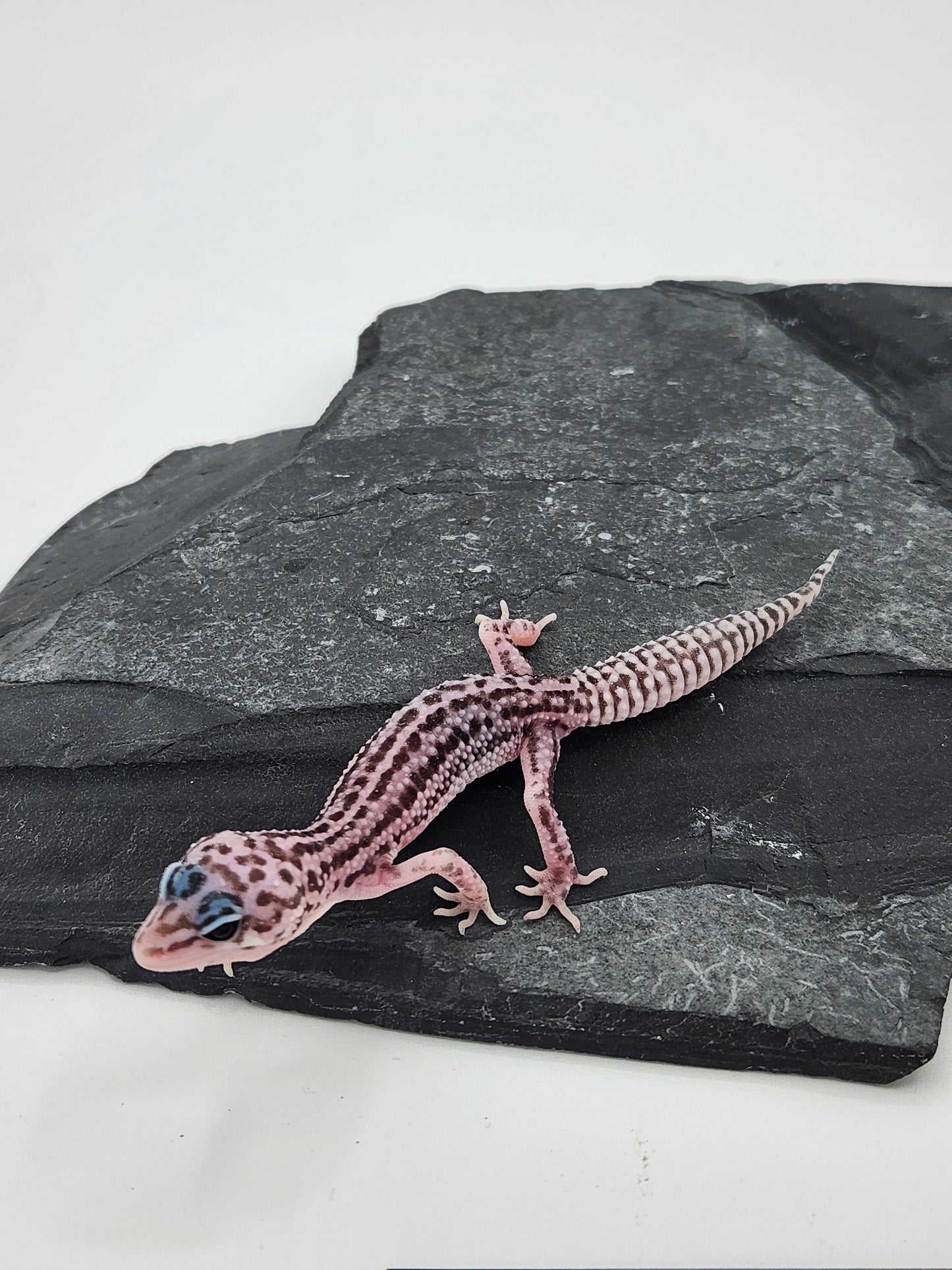 Leopard Gecko - Super Snow G4 - Unsexed