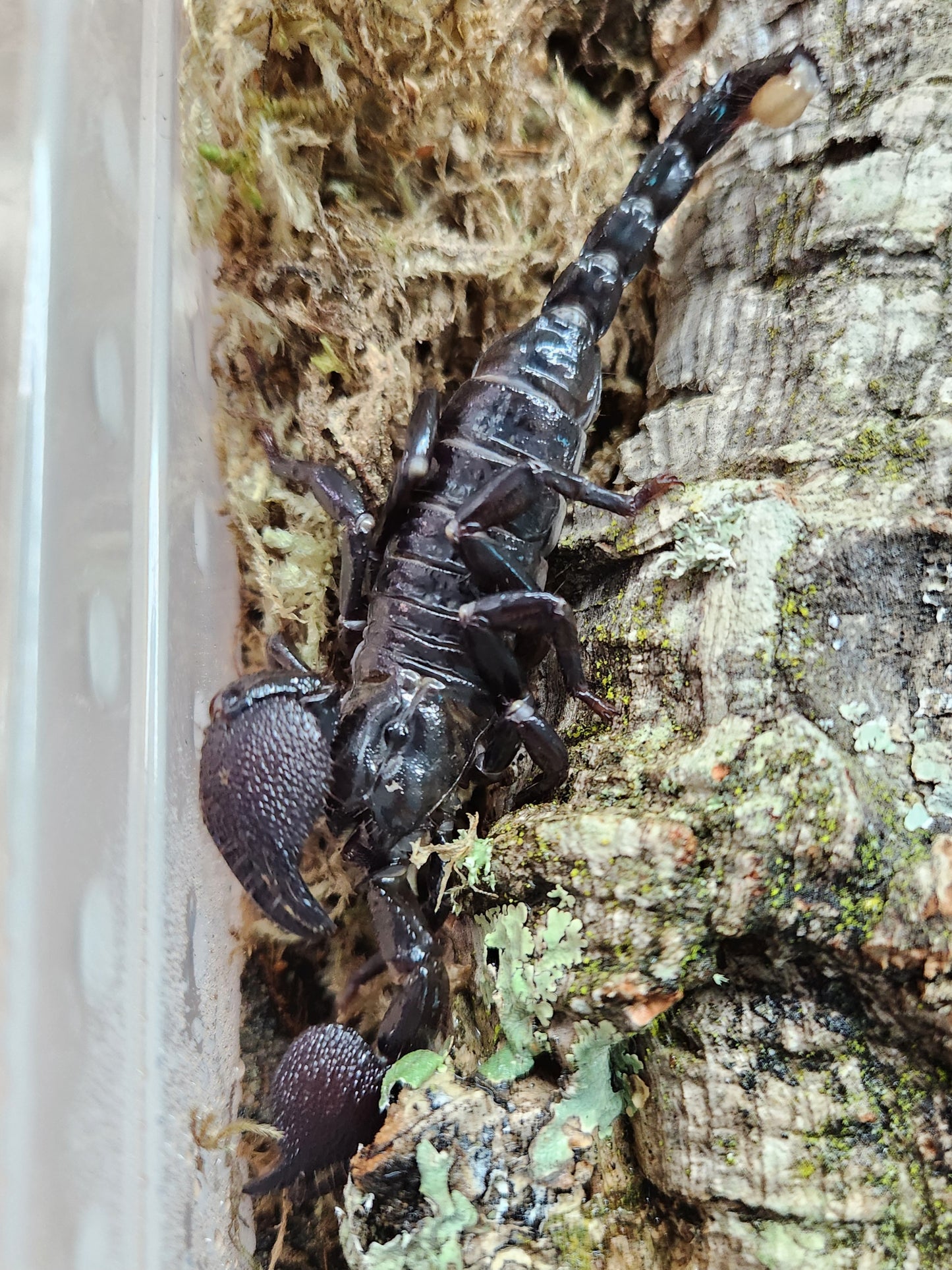 Invertebrate - Emperor Scorpion - Unsexed