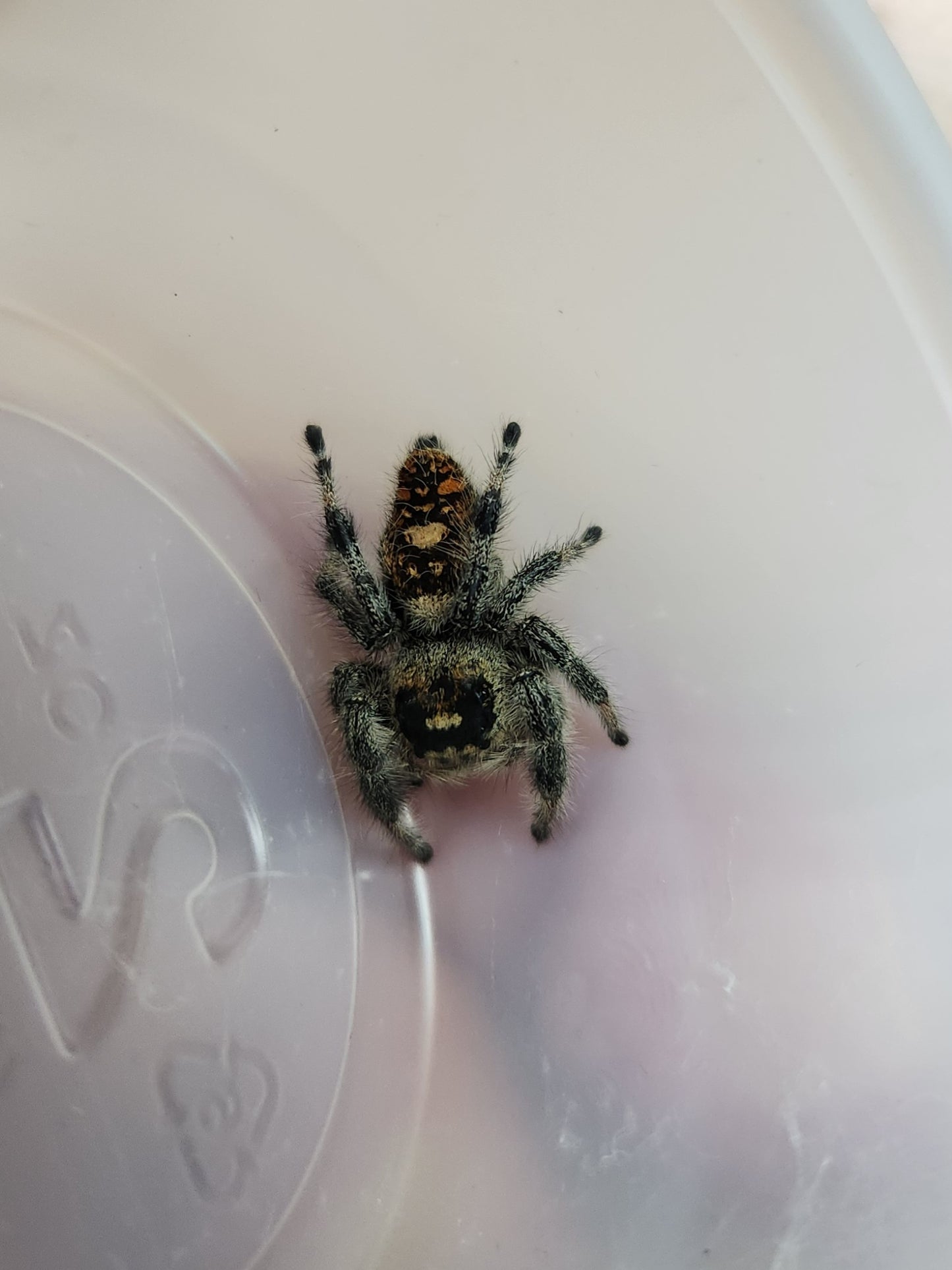 Jumping Spider - Regal - P. regius