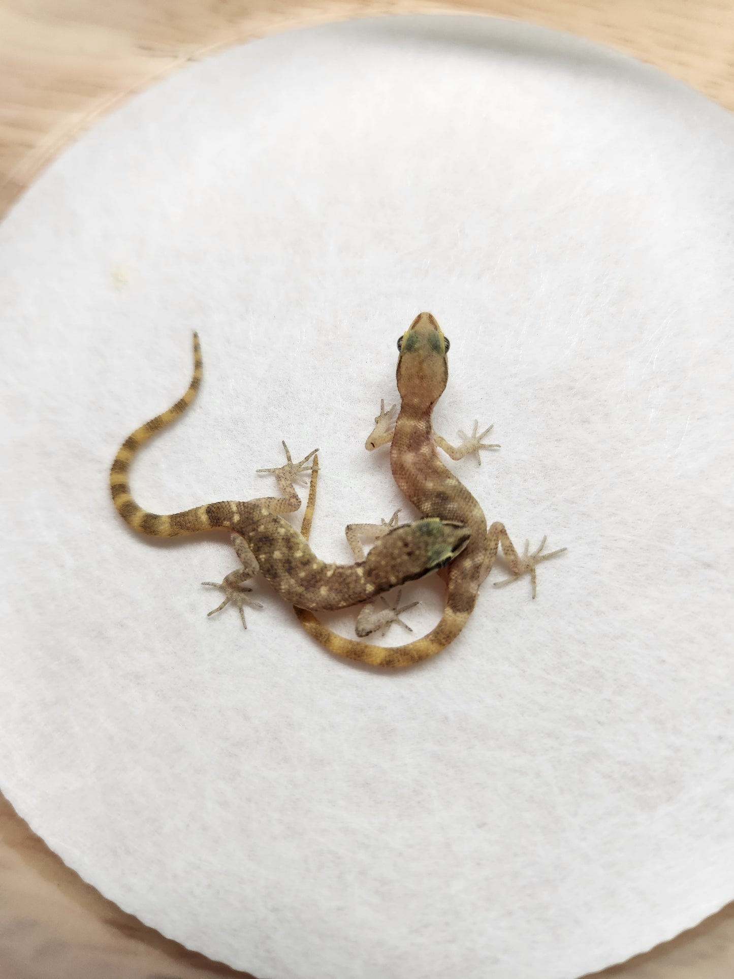 Other Geckos - Tropiocolotes steudneri - Steudners Dwarf Gecko