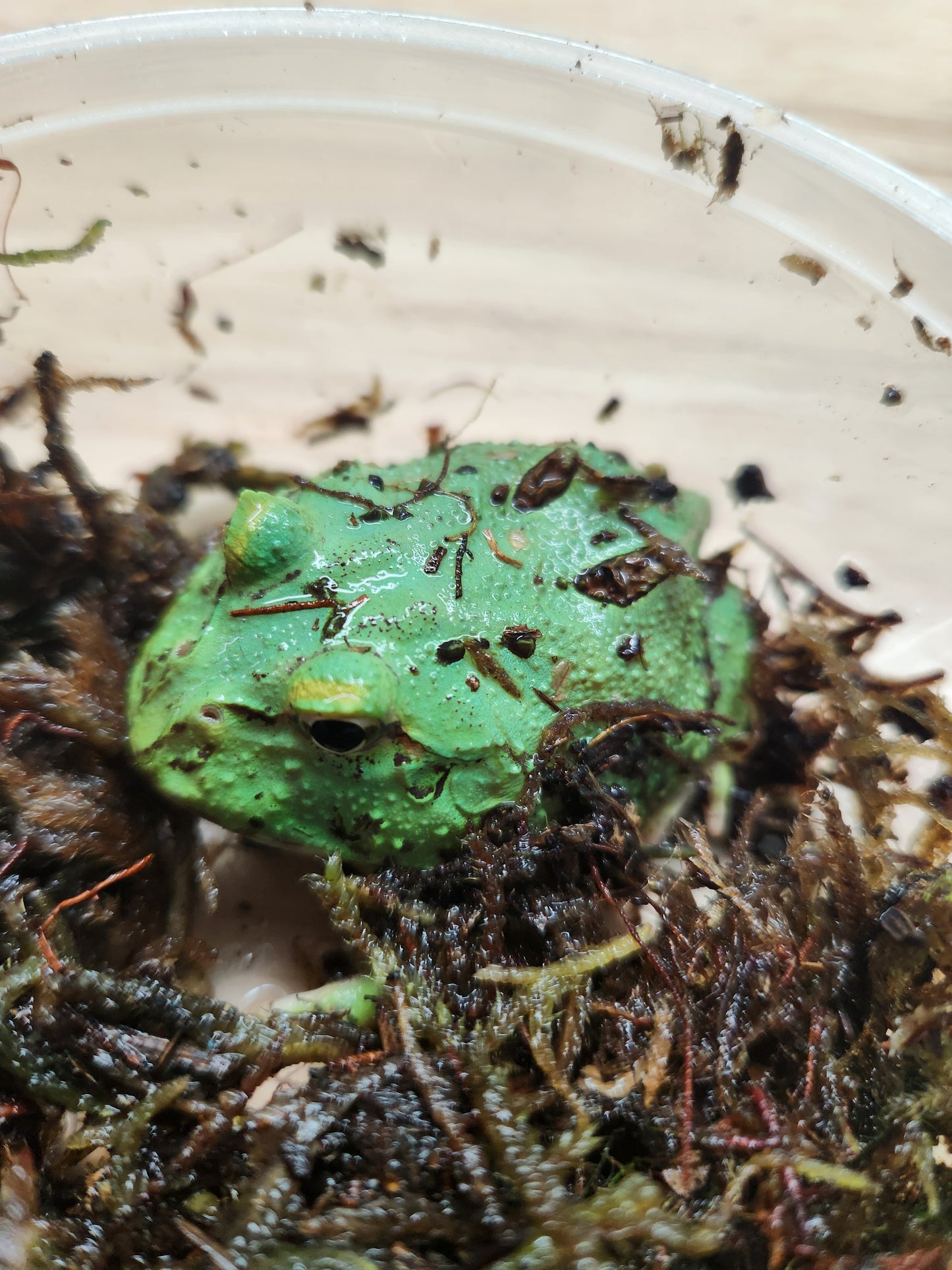 Amphibian - Pacman Frog - Two Spot Matcha - Unsexed