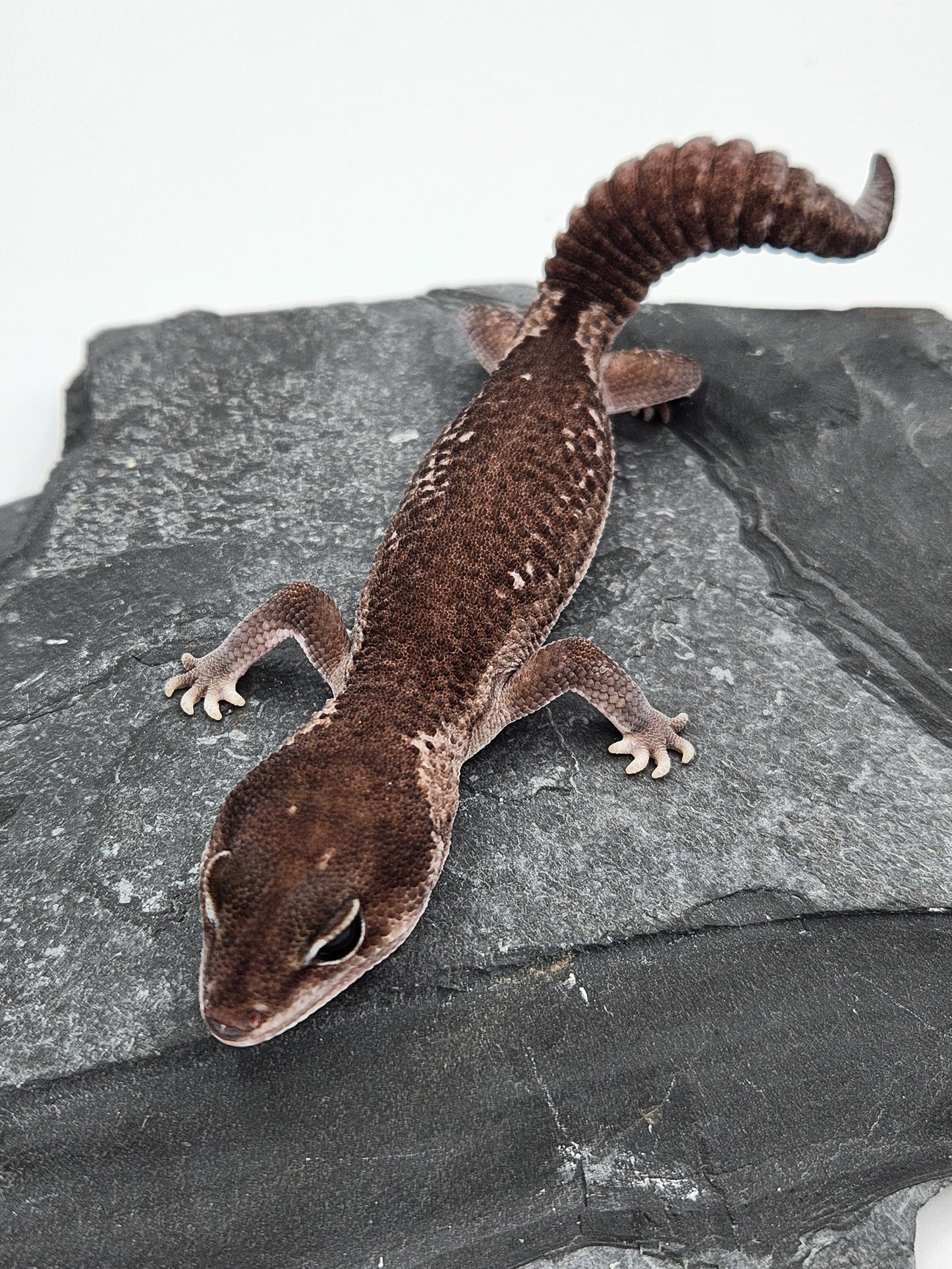 Other Geckos - African Fat Tail - Zulu - Male
