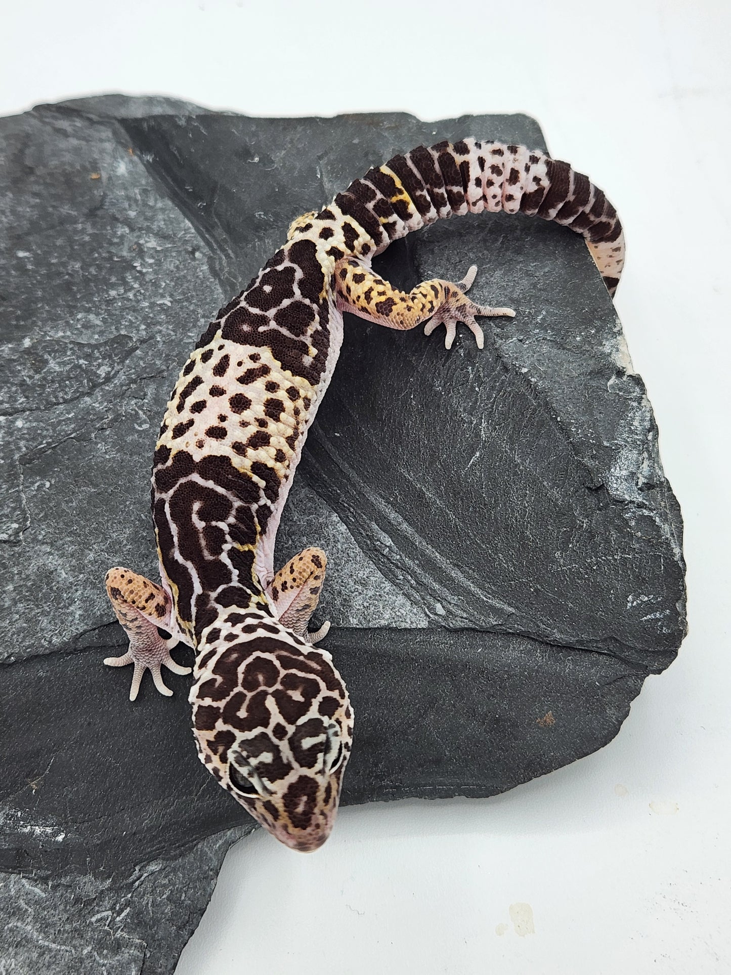 Other Geckos - West Indian Leopard Gecko - Female A