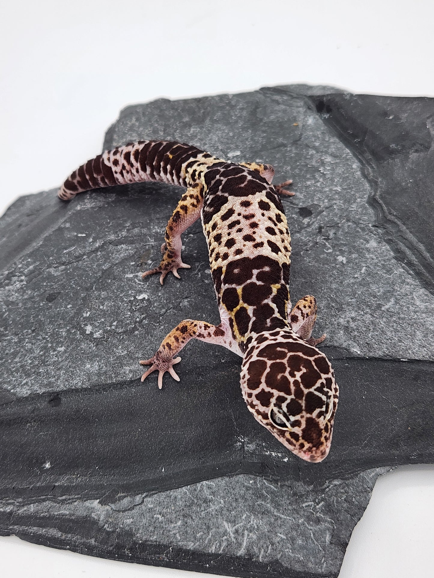 Other Geckos - West Indian Leopard Gecko - Female B