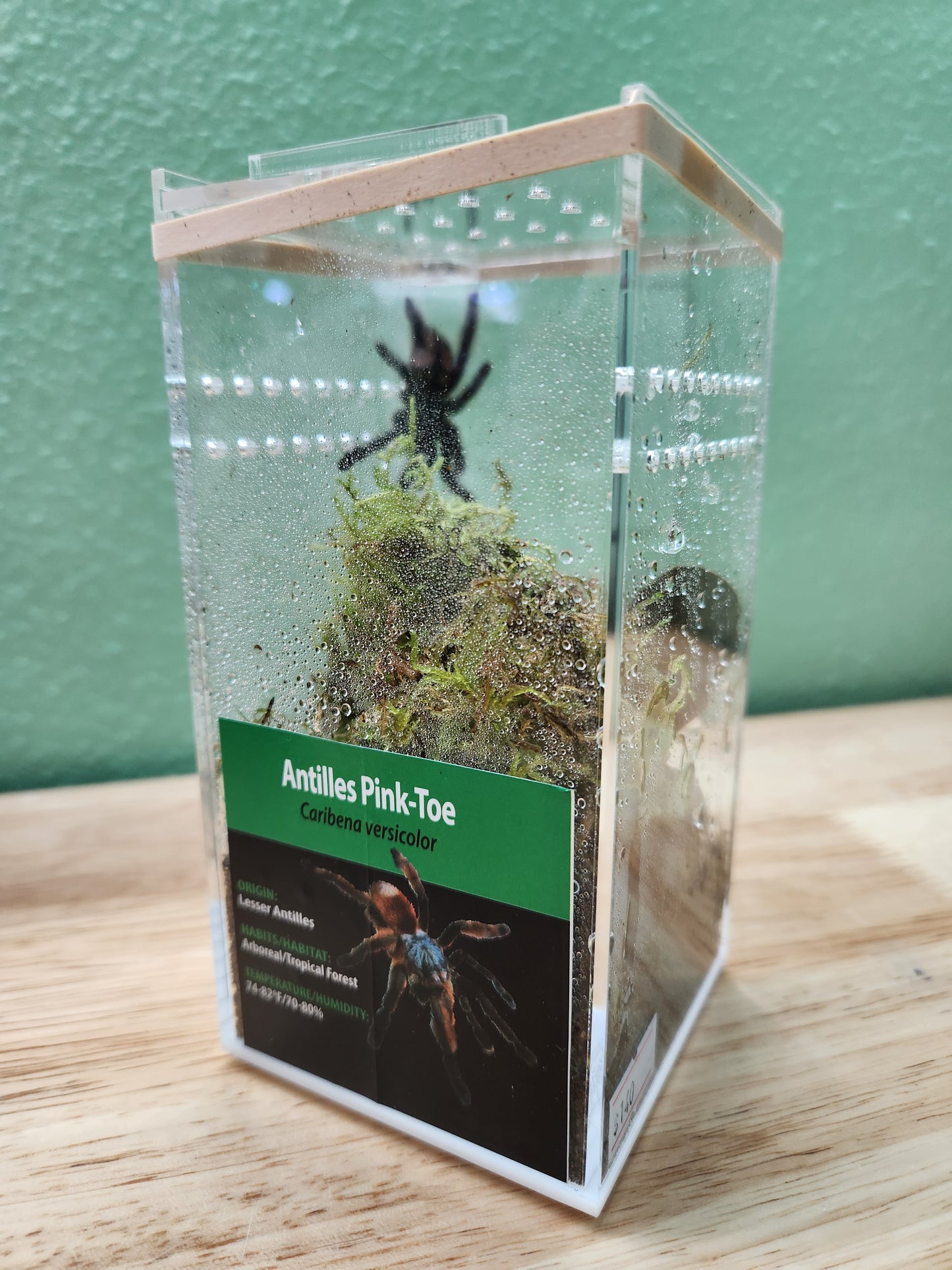 Tarantula - Caribena versicolor - Antilles Pink Toe - GNG