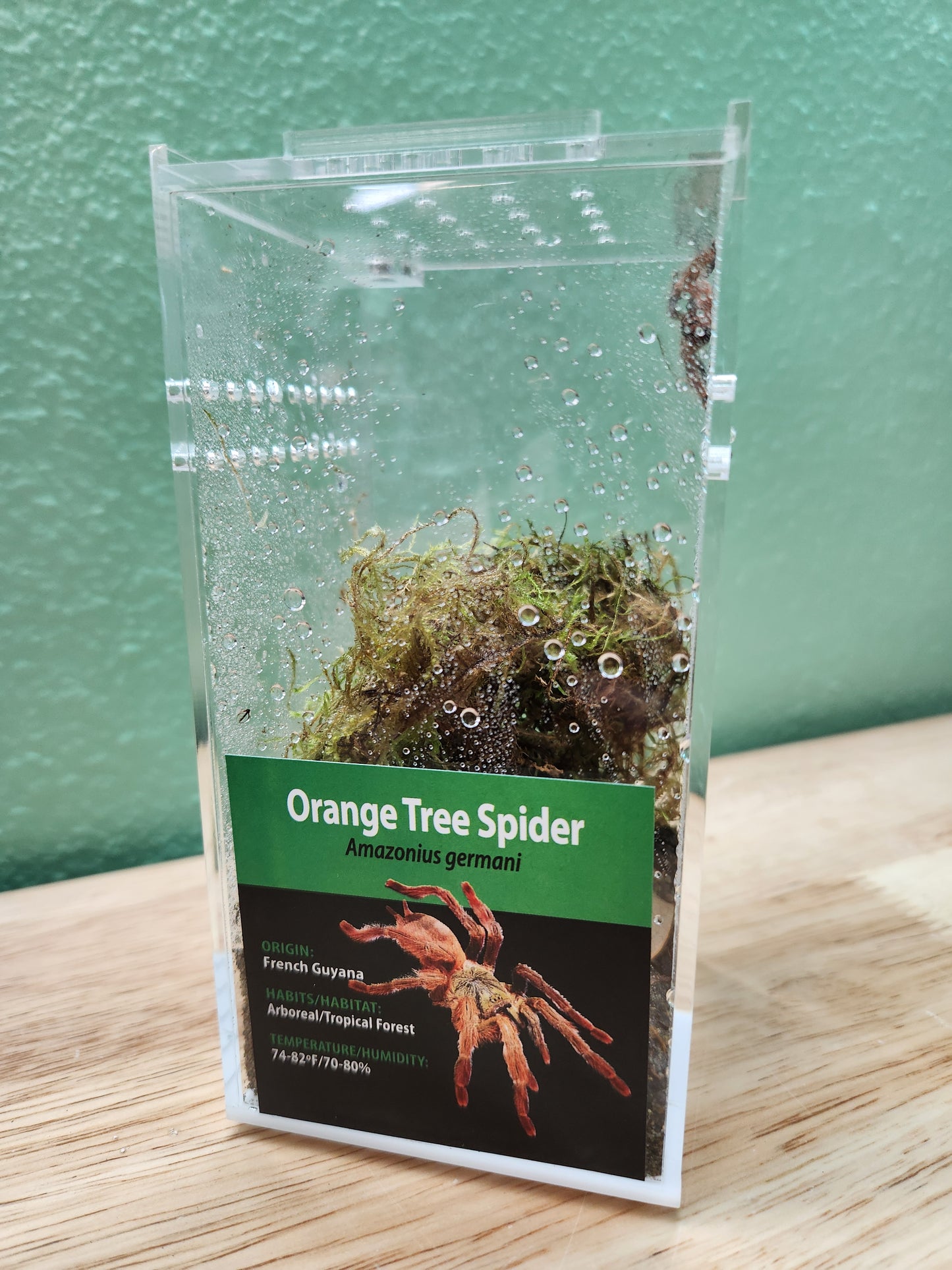 Tarantula - Amazonius germani - Orange Tree Spider - GNG