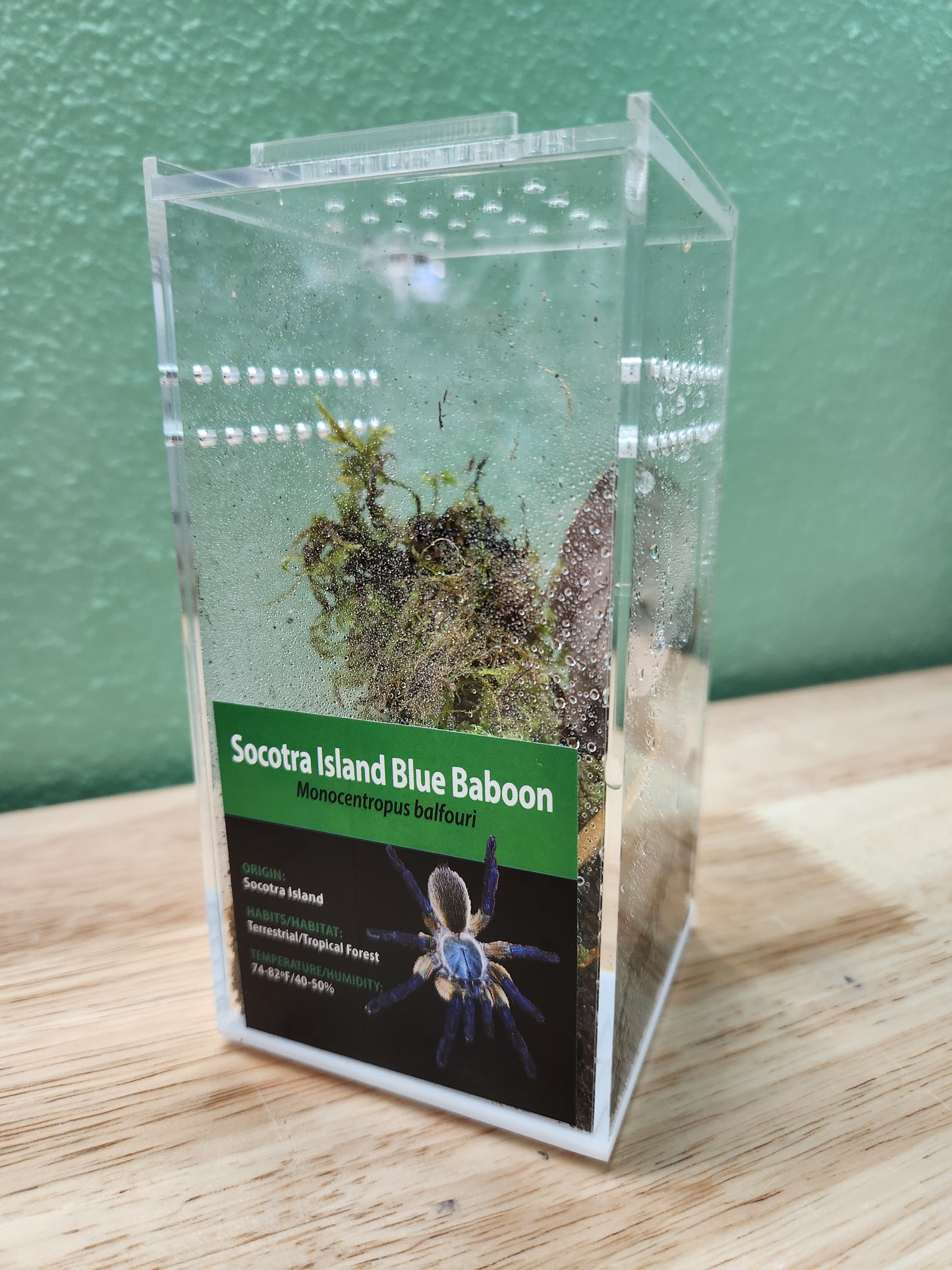 Tarantula - Monocentropus balfouri - Socotra Island Blue Baboon - GNG