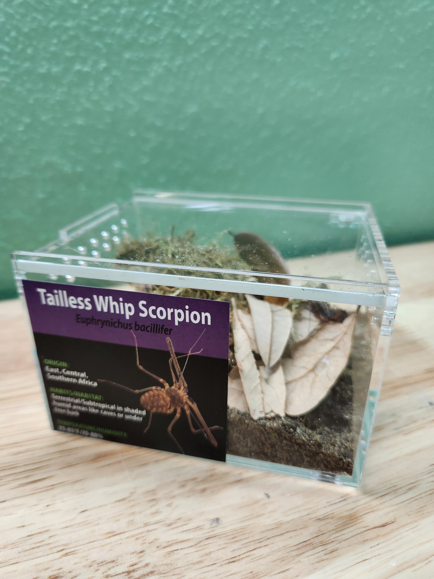Invertebrate - Euphrynichus bacillifer - Tailless Whip Scorpion - GNG