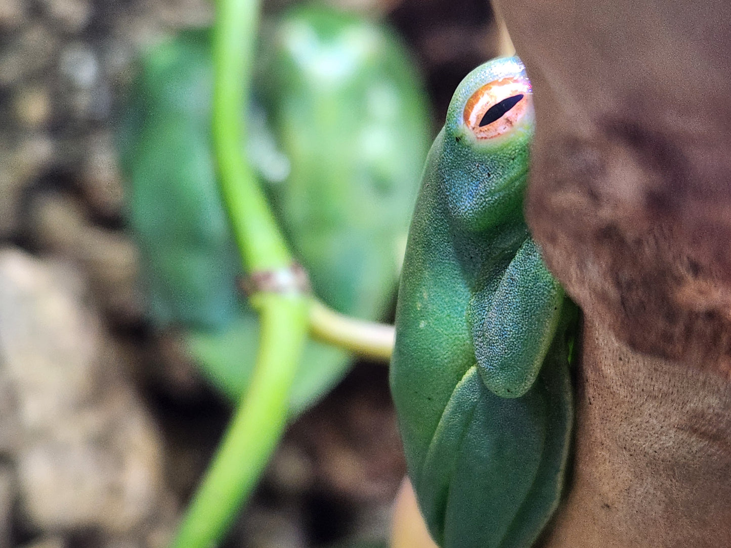 Amphibian - Ankafana Bright Eyed Tree Frog - Boophis luteus - Unsexed