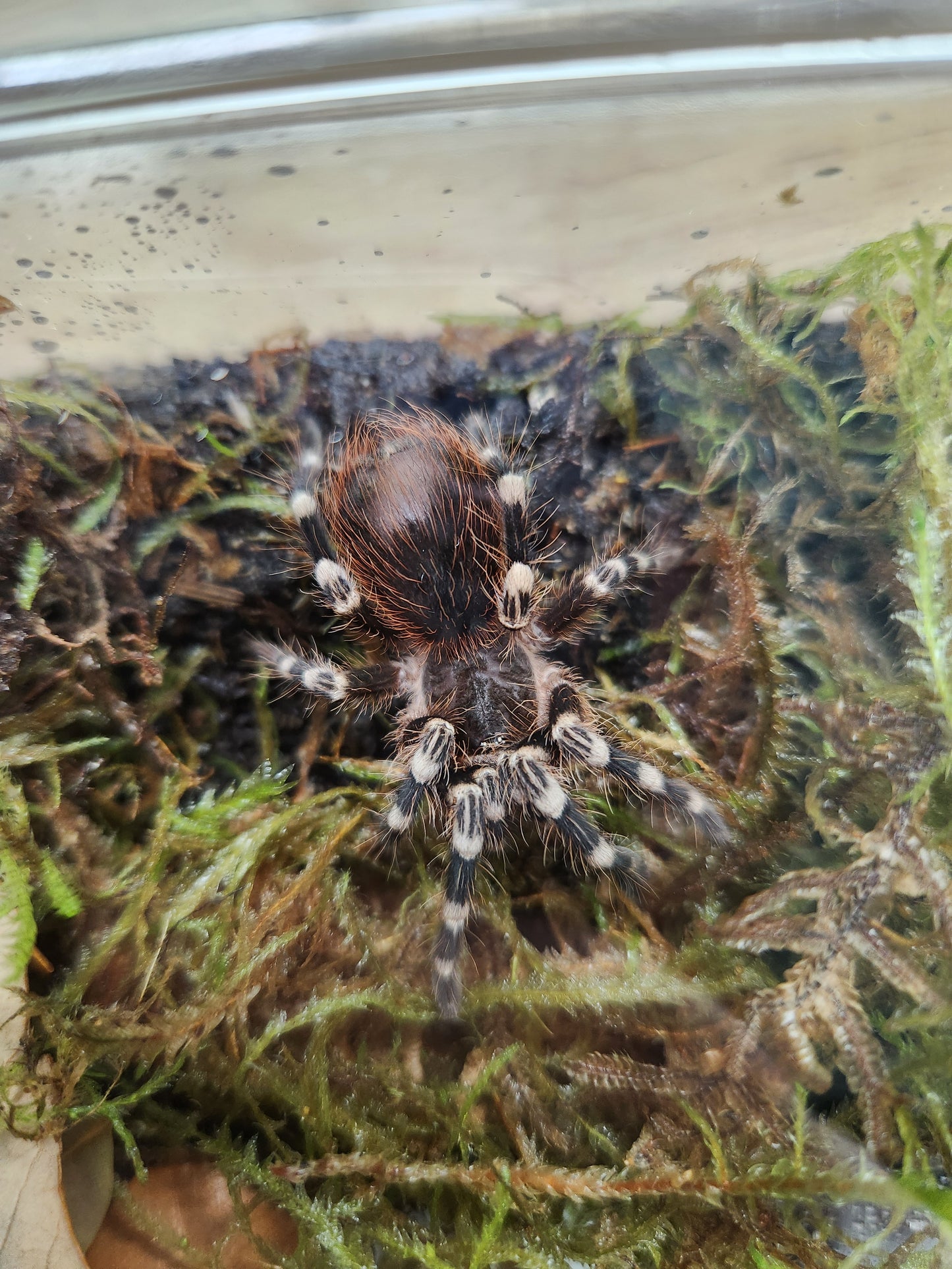 Tarantula - Acanthoscurria geniculata - Brazilian White-Knee - GNG