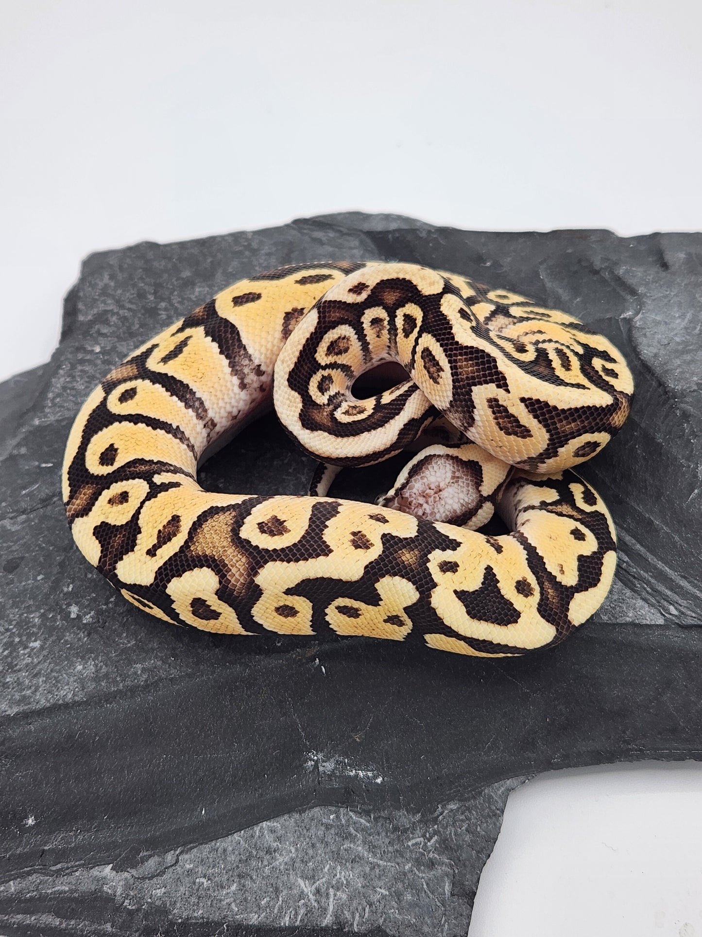 Snake - Ball Python - Firefly Het Clown - Female