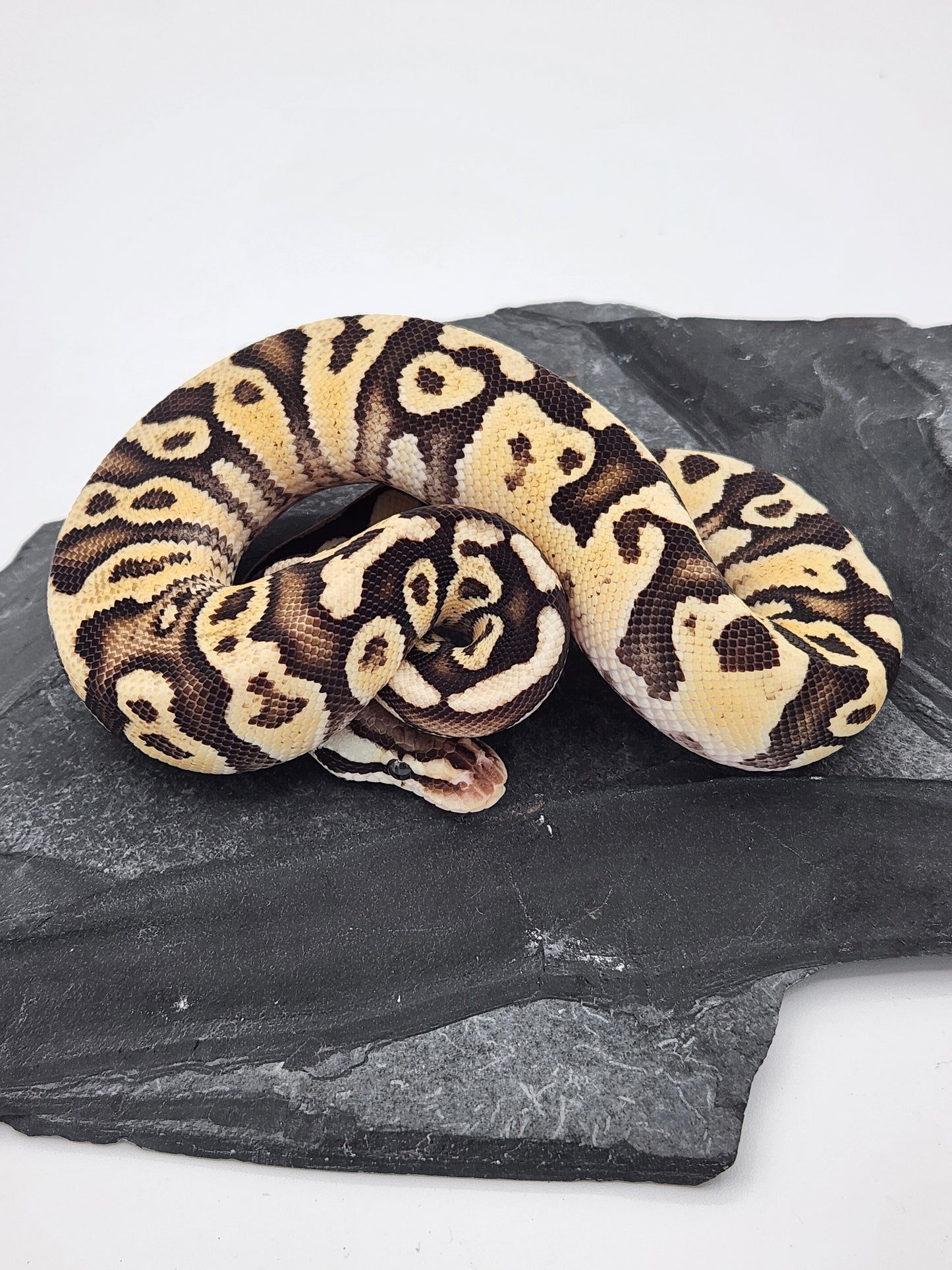 Snake - Ball Python - Firefly Het Clown - Male