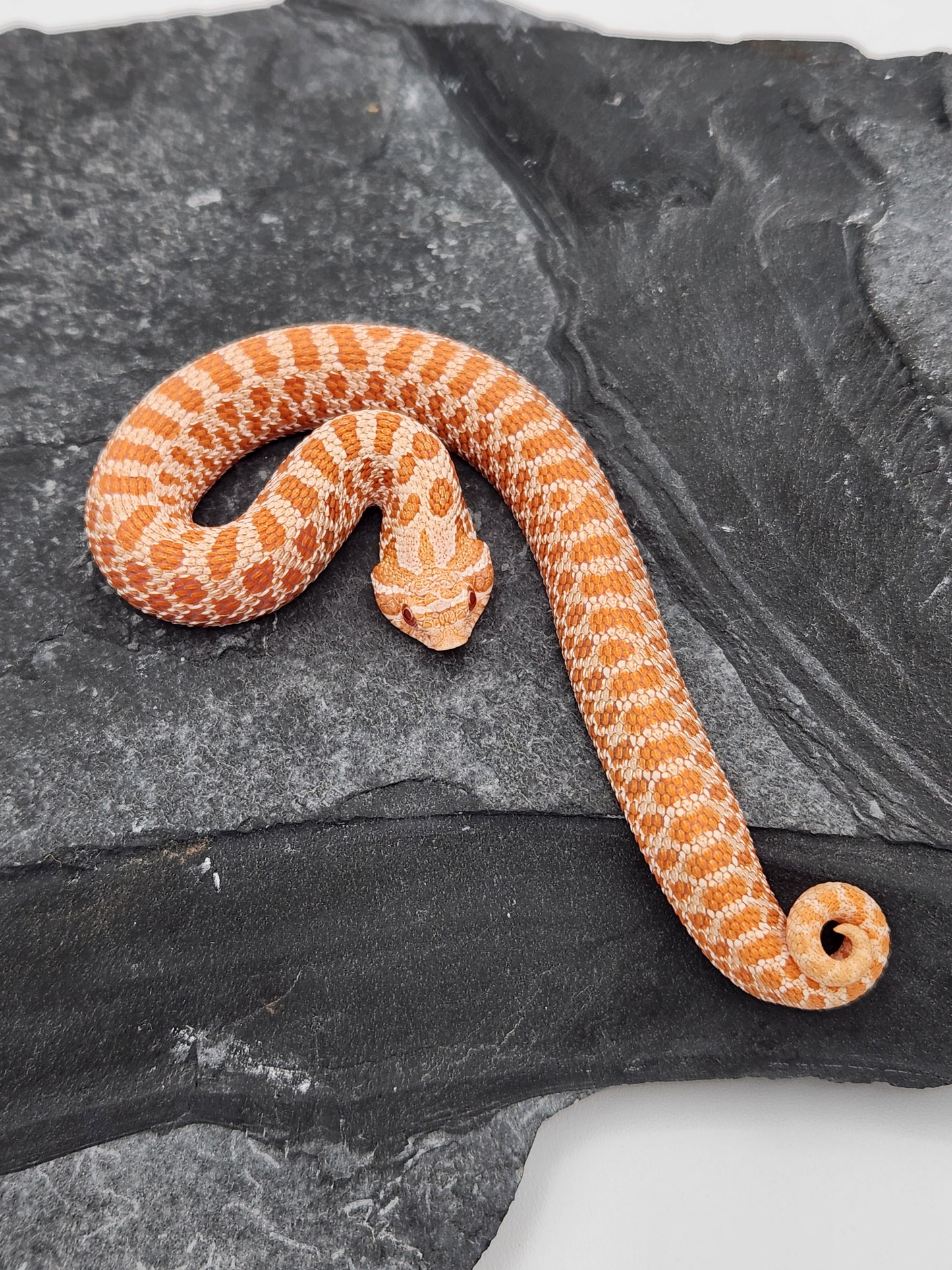 Snake - Hognose - Albino - Unsexed