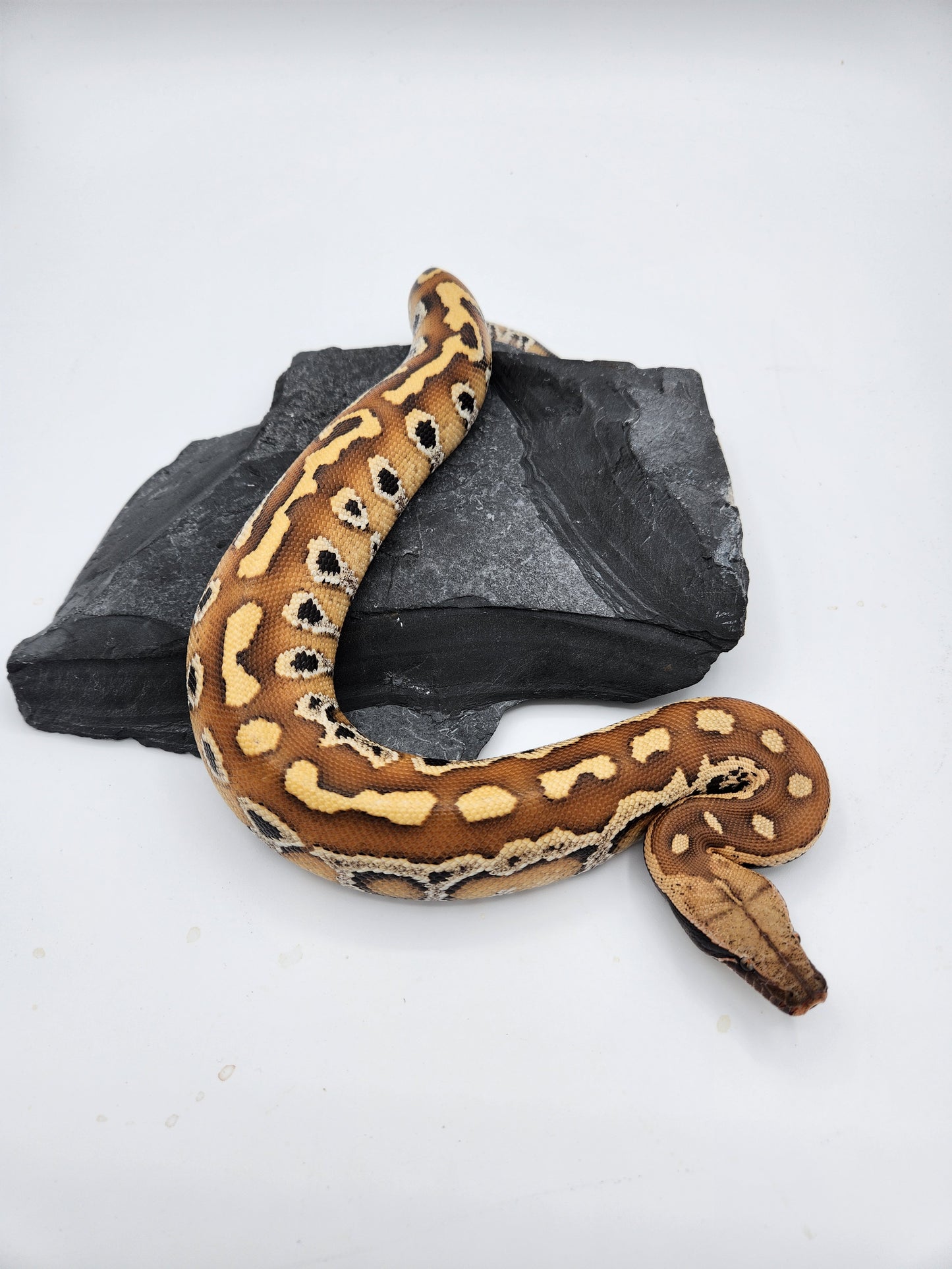 Snake - Sumatran Blood Python - Unsexed