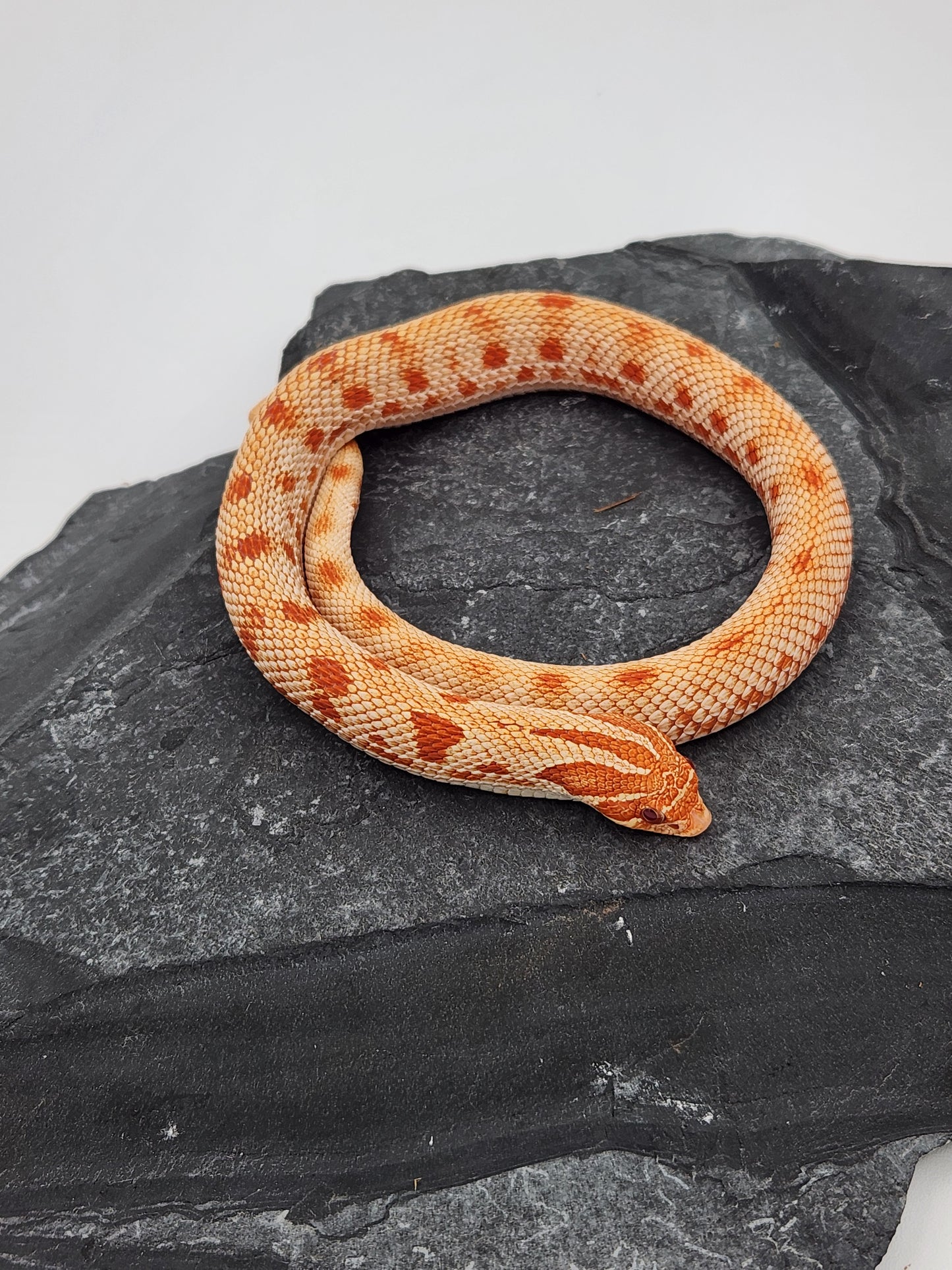 Western Hognose - Albino Anaconda - Male