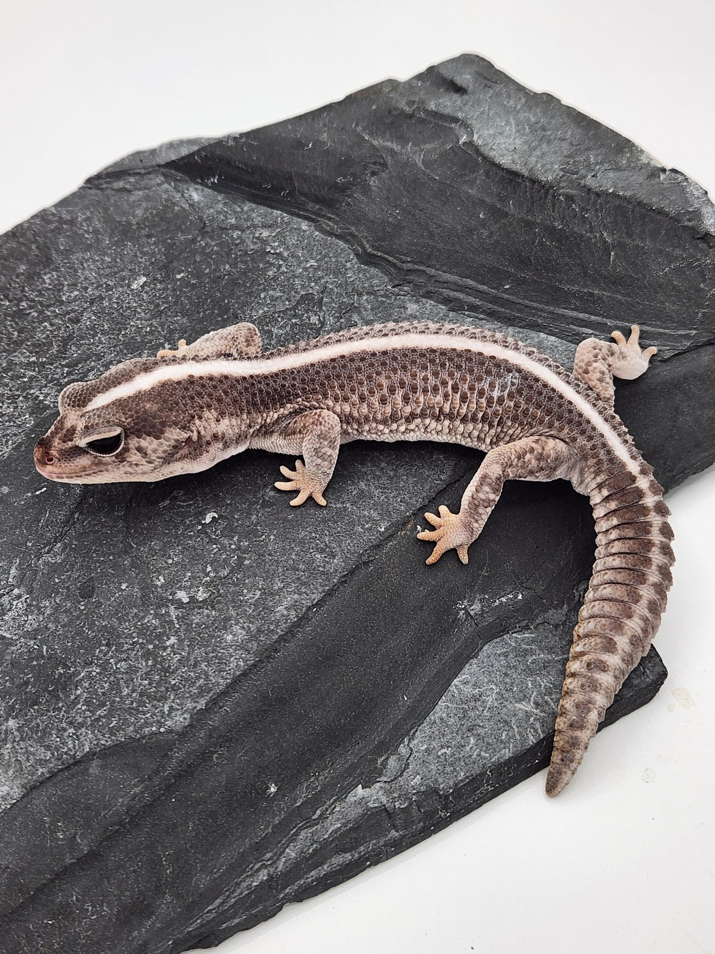African Fat Tail Gecko - Oreo Patternless - Male