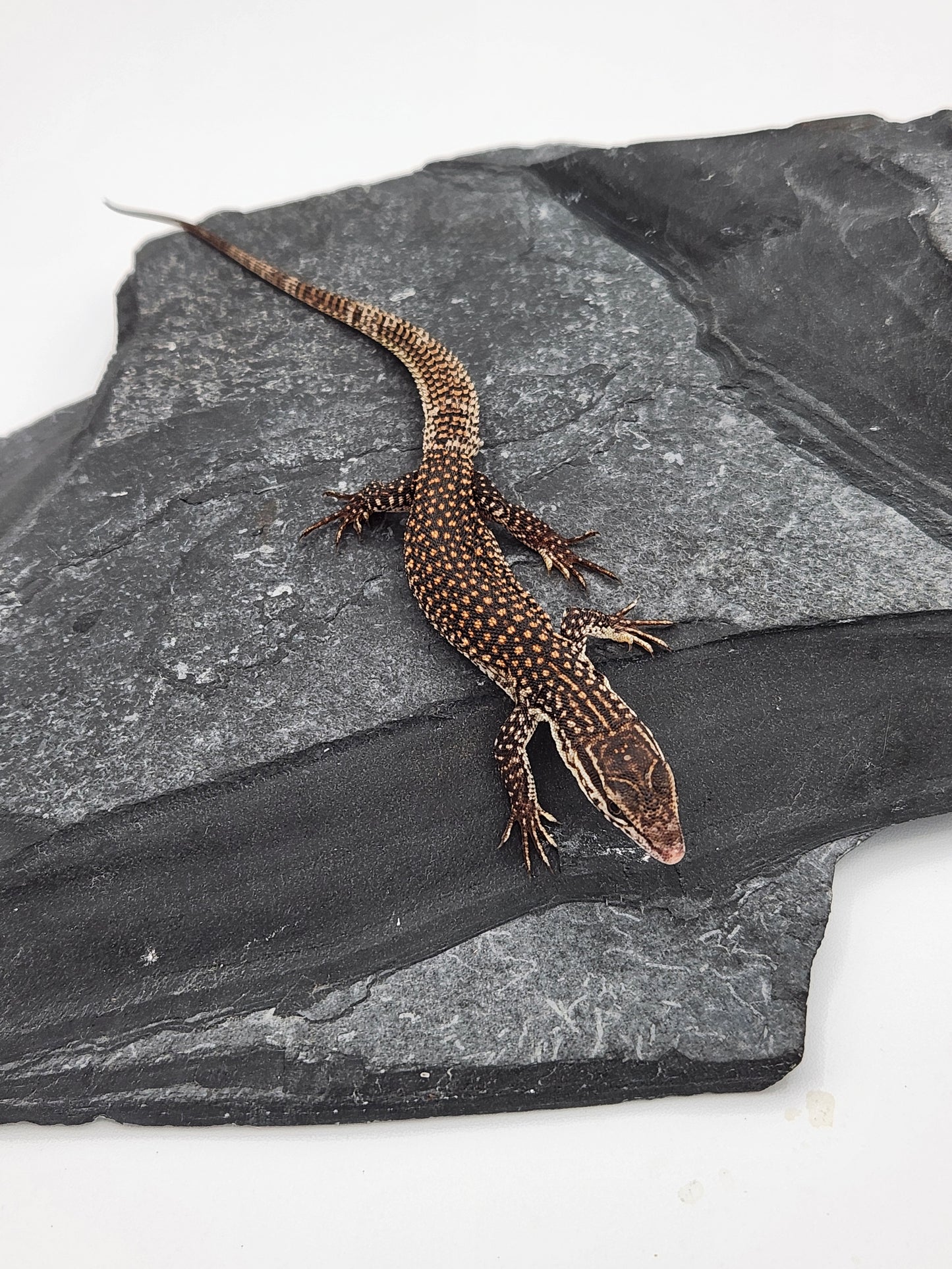 Other Reptiles - Yellow Ackie Monitor - Unsexed