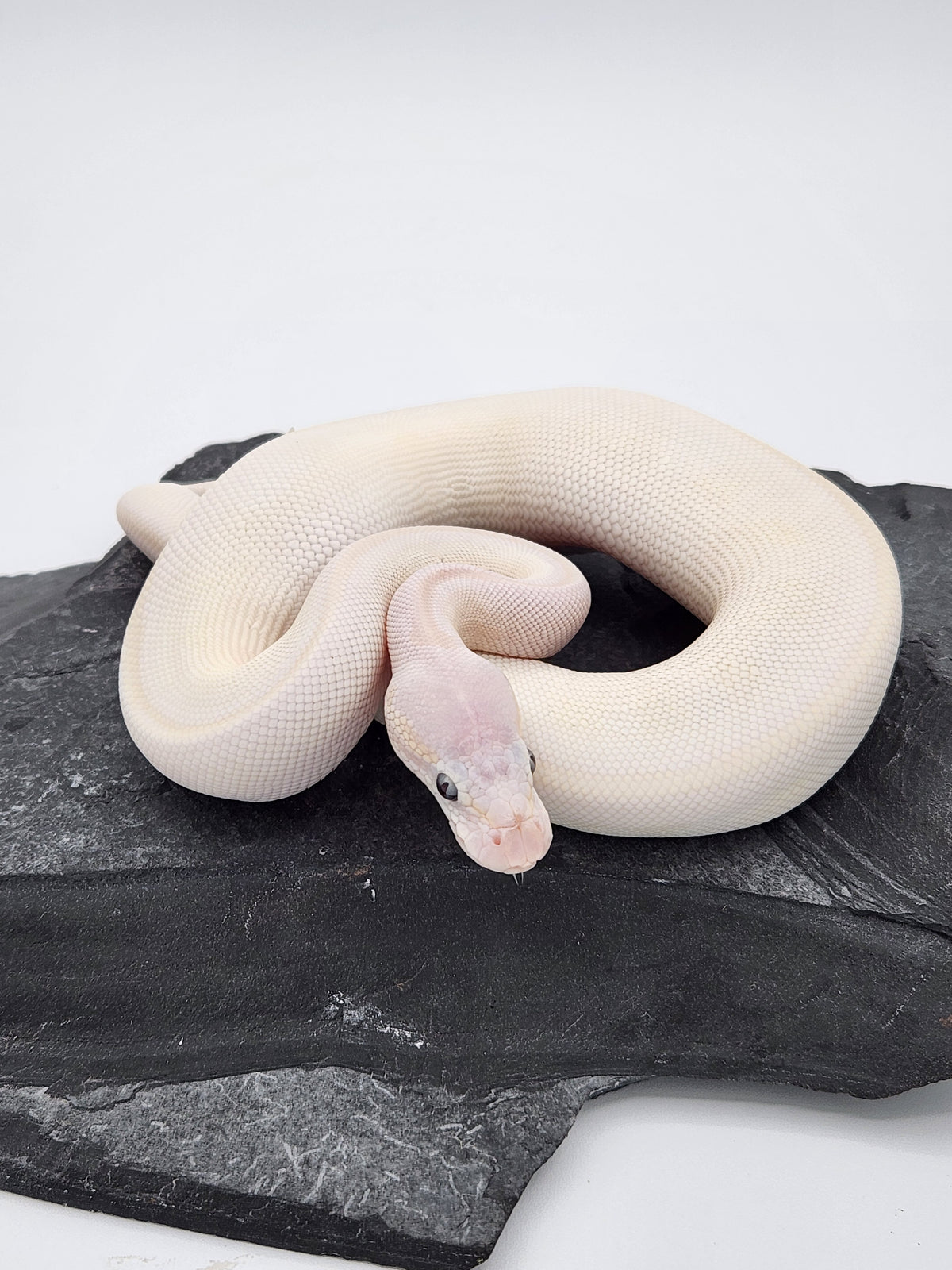 Snake - Ball Python - BEL Super Russo - Male 1