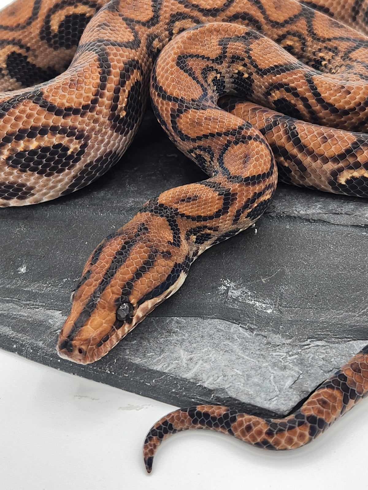 Brazillian Rainbow Boa - Probable Female