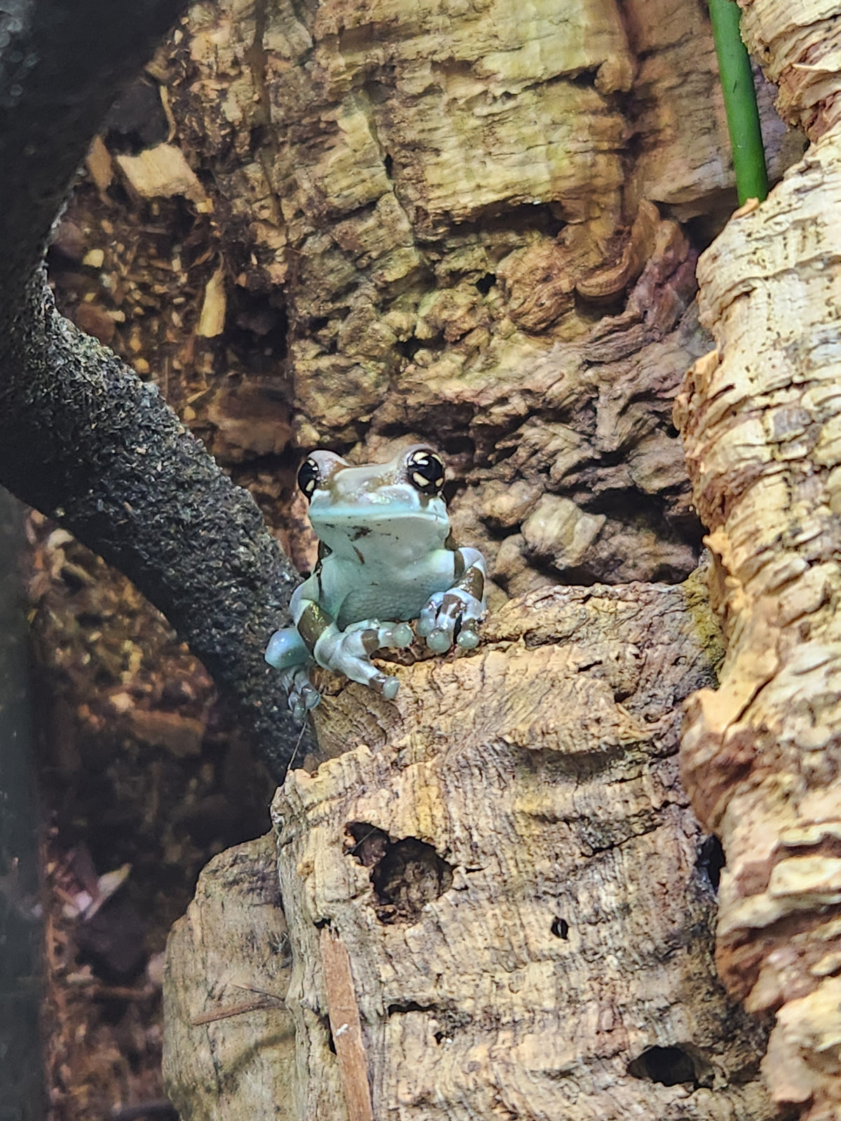 Amazon Milk Frog - Unsexed