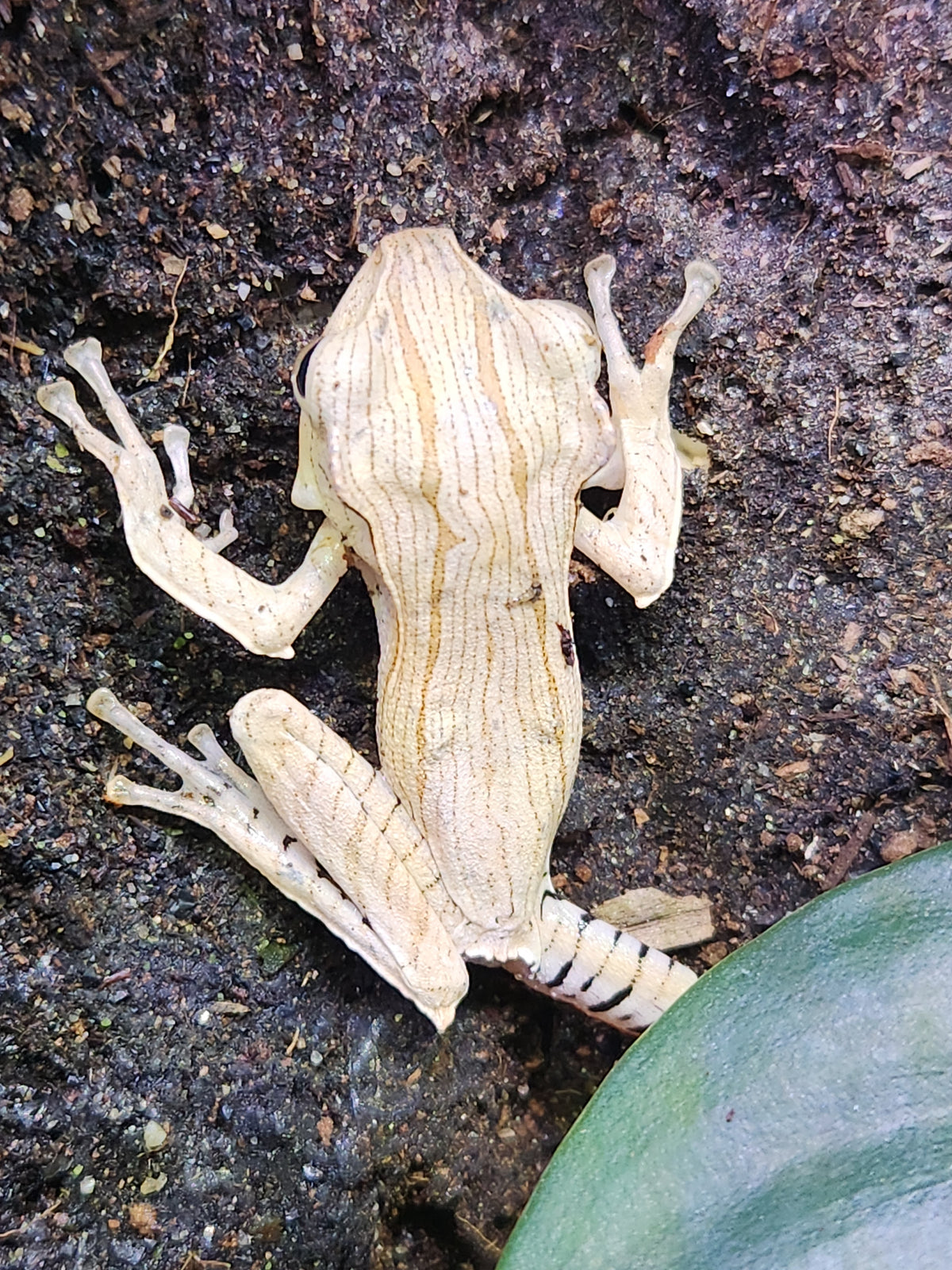 Borneo Eared Tree Frog - Polypedates otilophus