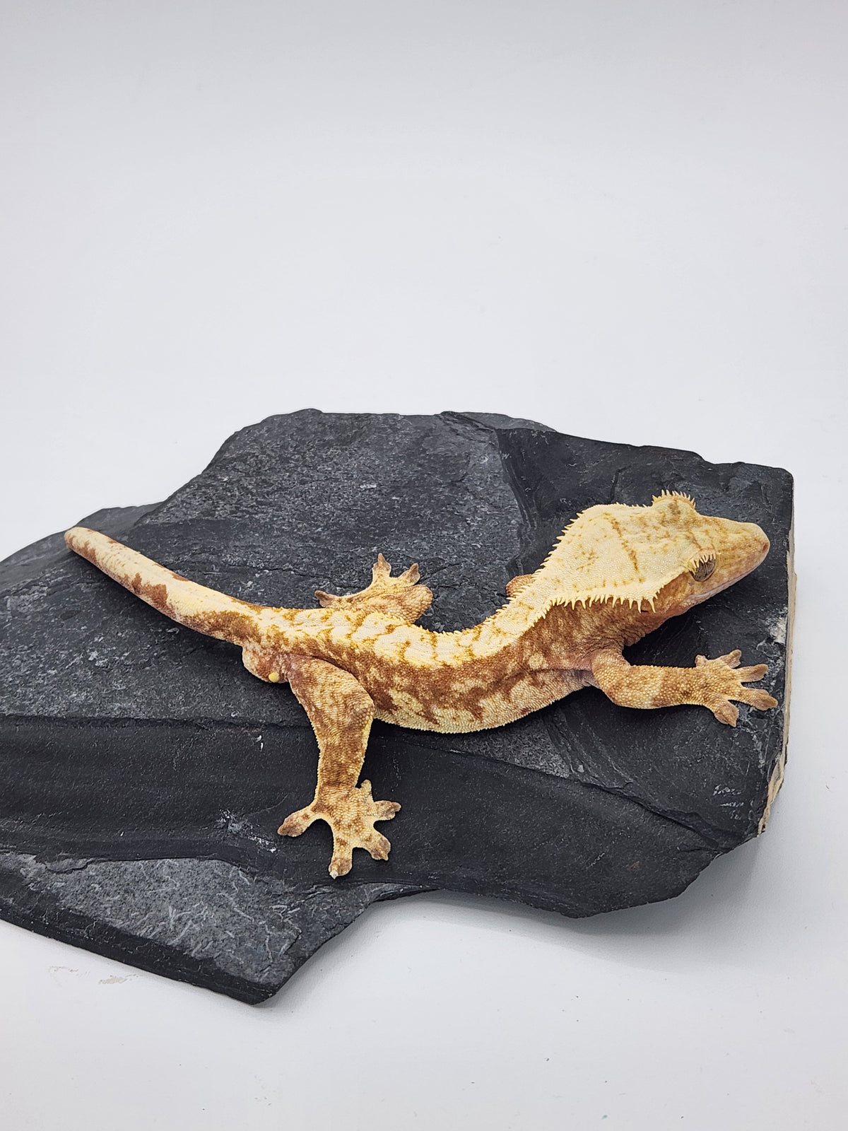 Crested Gecko - Sonar x Mango - 10-3-20 - Red Harlequin - Male