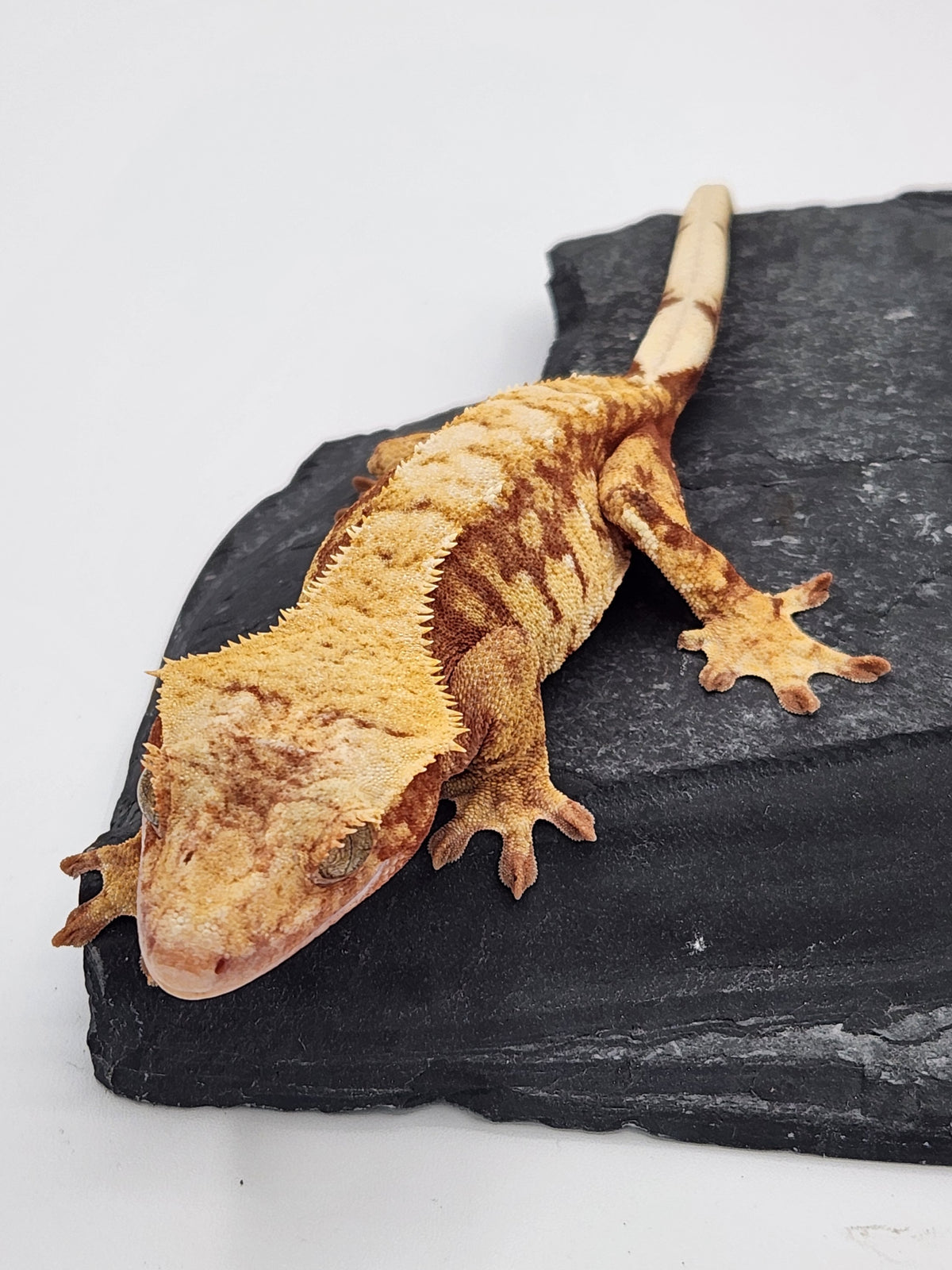 Crested Gecko - Prism x Godiva - 10-15-22 - Red Harlequin - Female