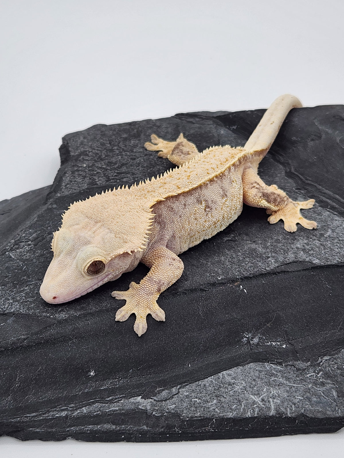 Crested Gecko - Magnana X Onyx - 9-14-22 - Female