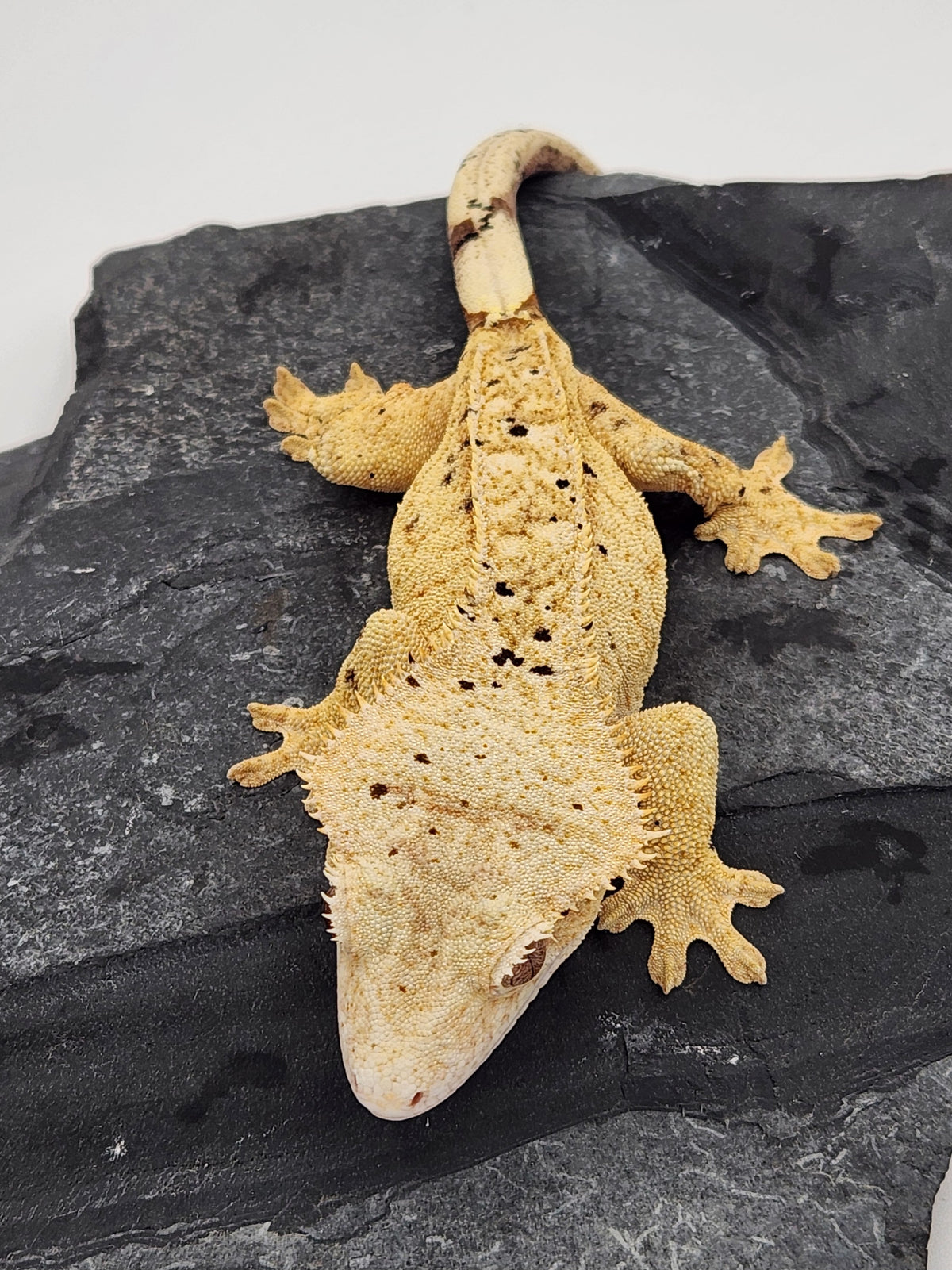 Crested Gecko - Trent 4 - 9-4-22 - Female