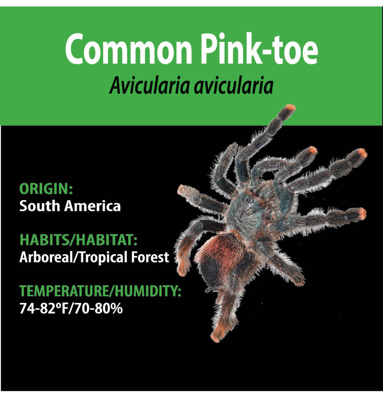 Avicularia avicularia - Common Pink-Toe