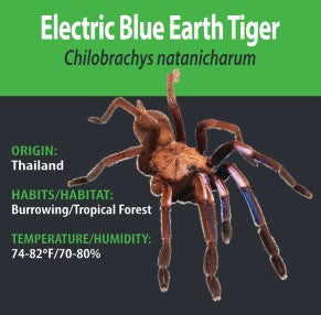 Tarantula - C. natanicharum Electric Blue Earth Tiger Tarantula - GNG - Unsexed
