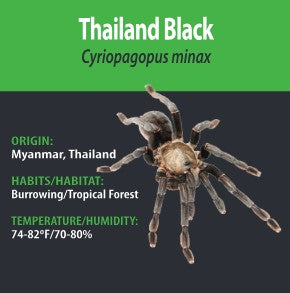 Tarantula - C. minax Thailand Black - GNG - Unsexed