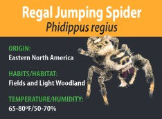 Jumping Spider - Regal - P. regius - GNG