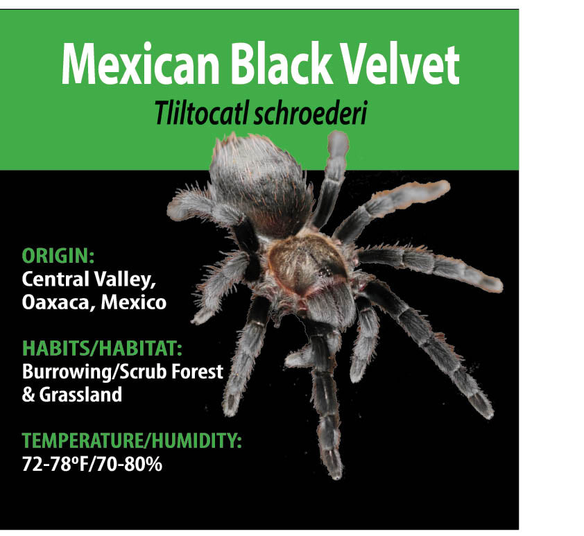 Tarantula - Tliltocatl schroederi - Mexican Black Velvet