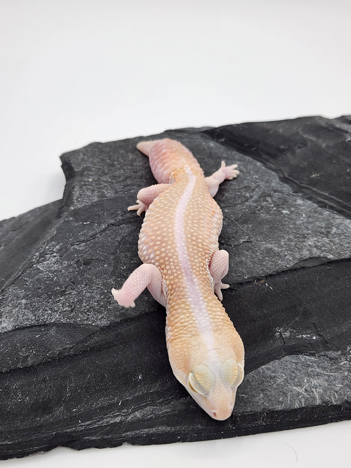 African Fat-Tailed Gecko - Albino Zulu - Female