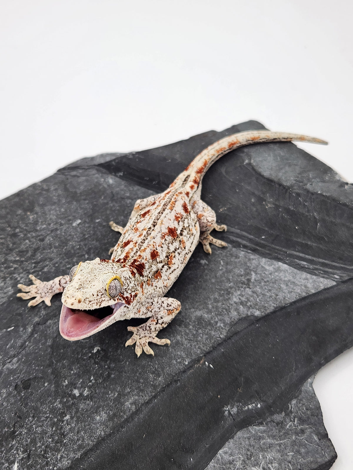 Gargoyle Gecko - 2B - Female
