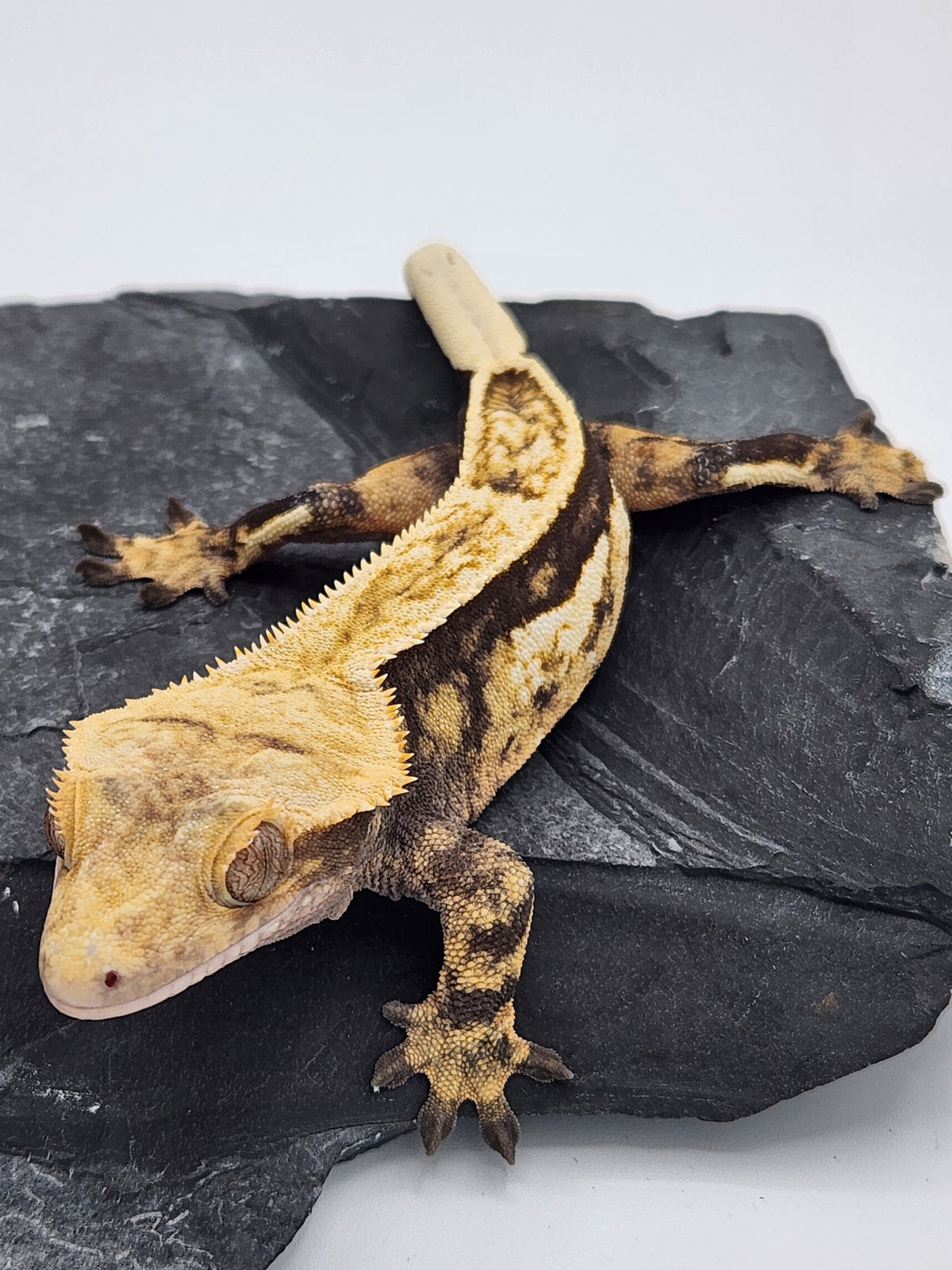 Crested Gecko - Titus x Starfire - 10-16-22 - Female