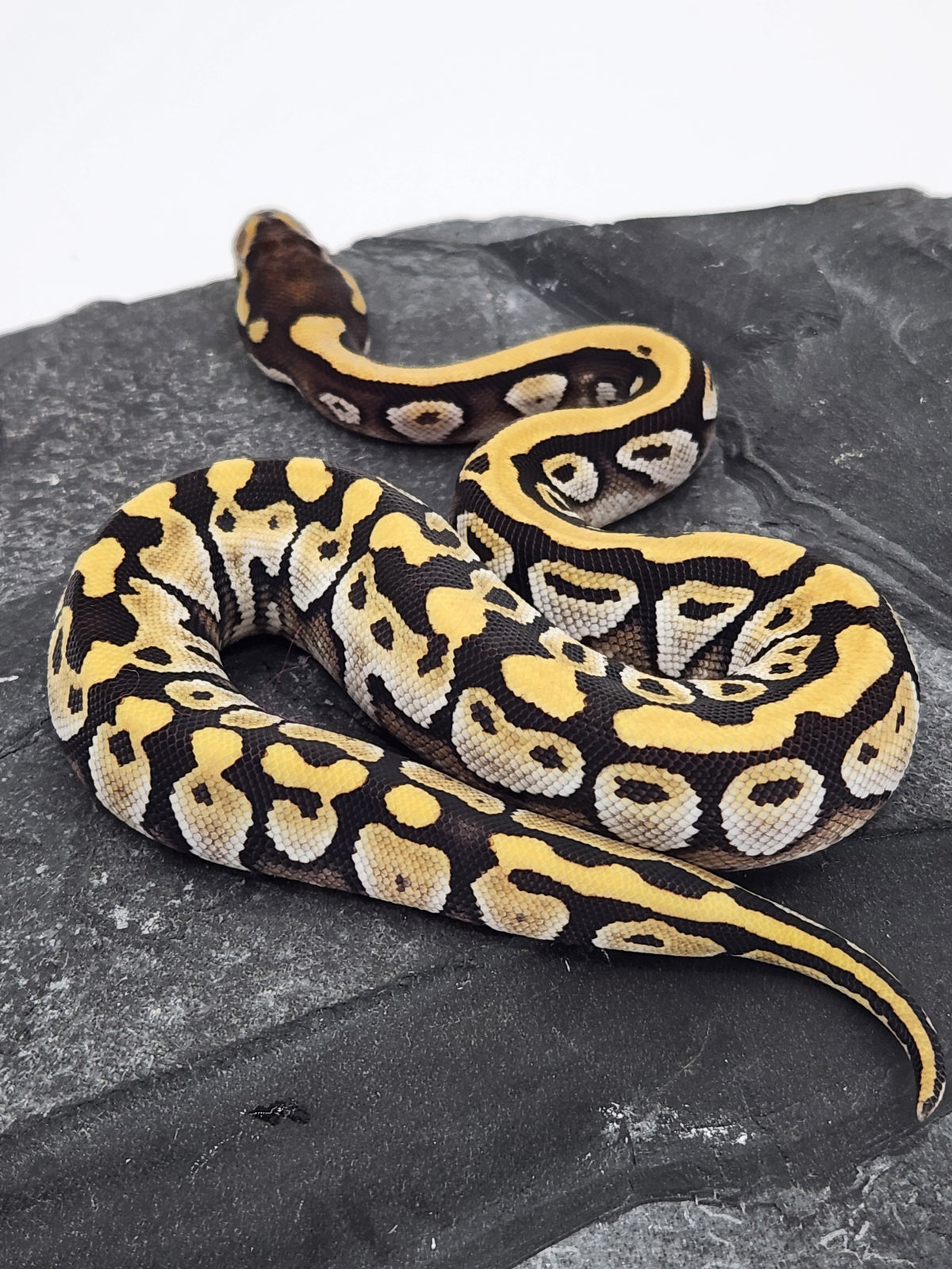 Ball Python - Mojave 4 - Male