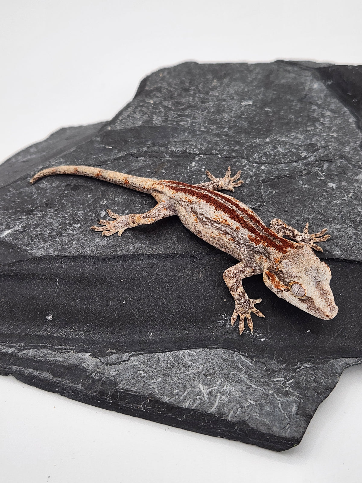Gargoyle Gecko - Cherry Red x Pink Lady - 2-5-26