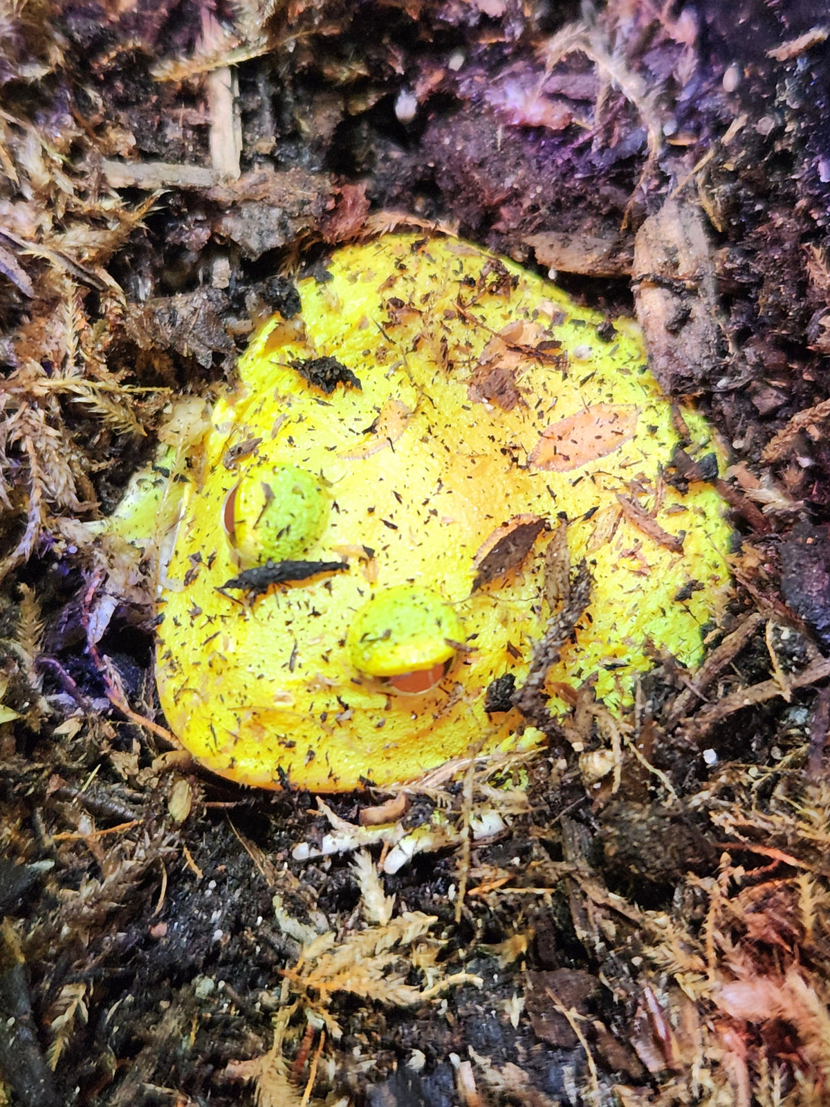 Pacman Frog - Pikachu - Unsexed