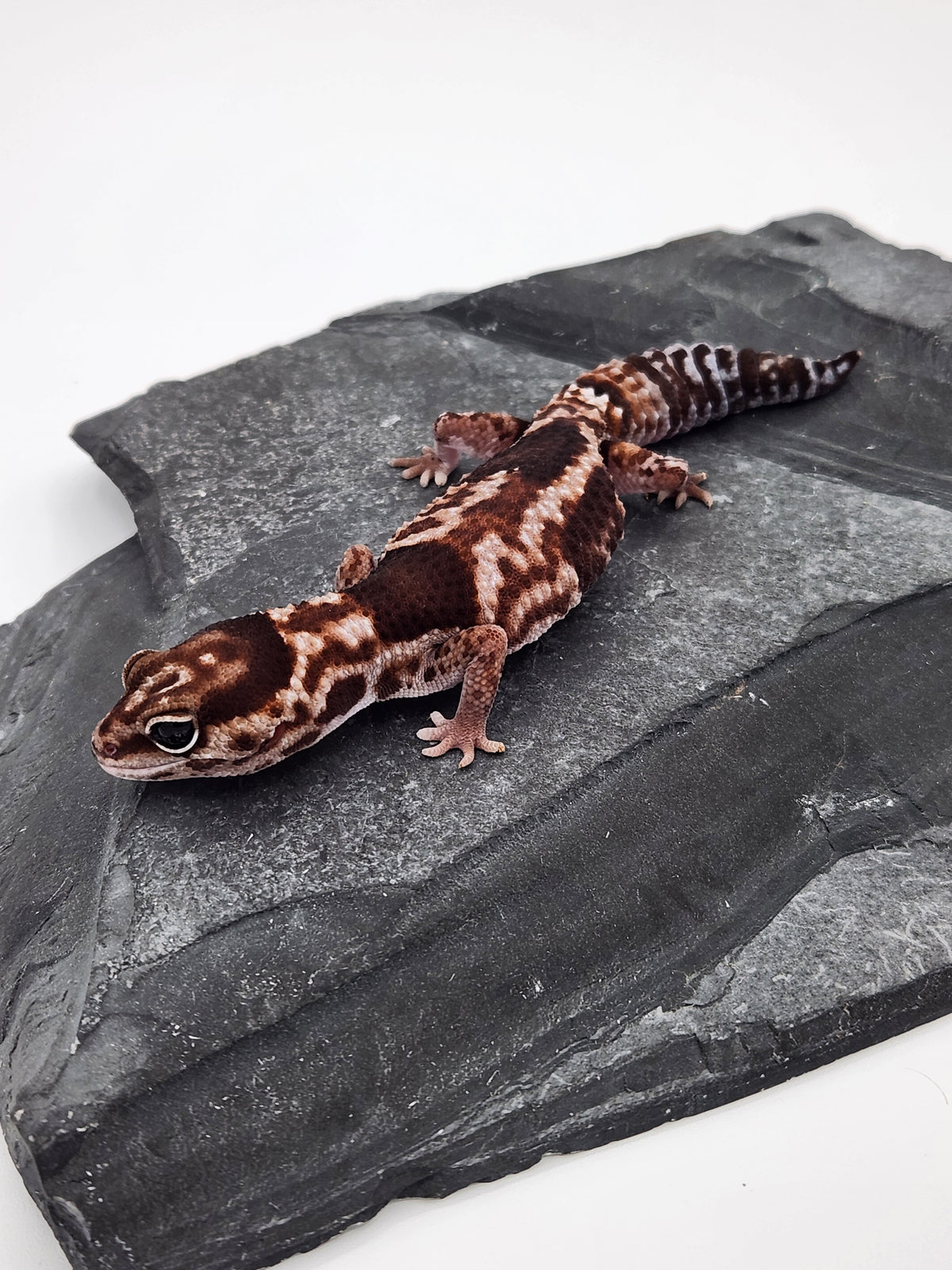African Fat-Tailed Gecko - Aberrant Whiteout - Female