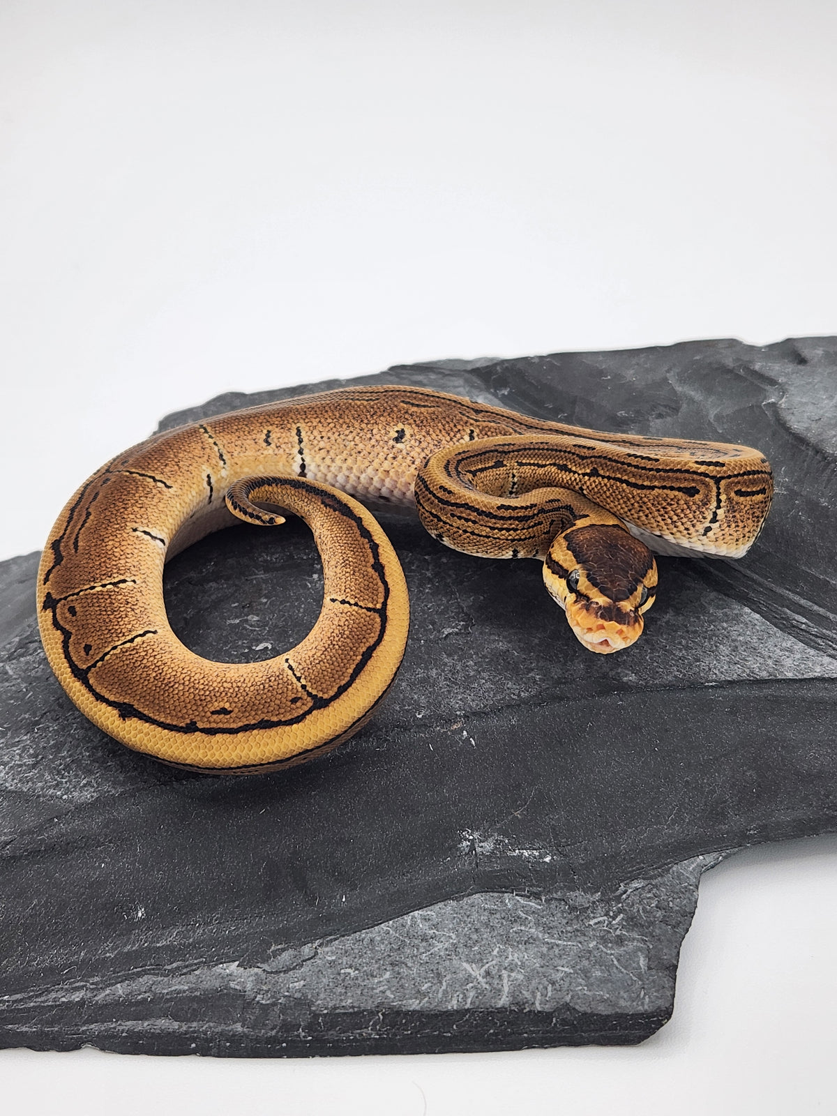 Ball Python - Pinstripe 50PH Tri Stripe - Female