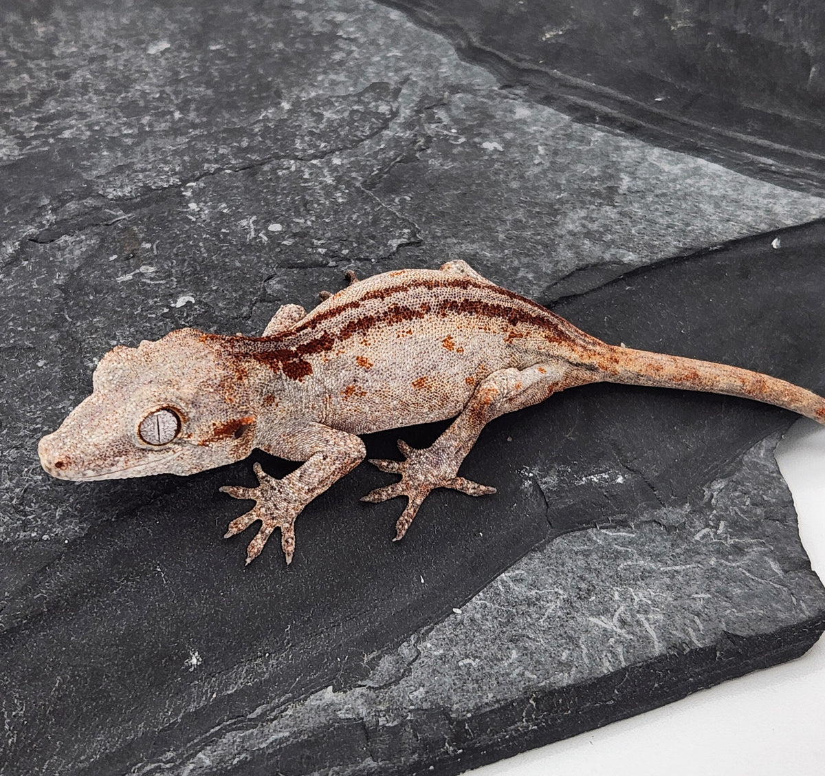 Gargoyle Gecko - Cherry Red x Pink Lady - 11-15-25 - Unsexed