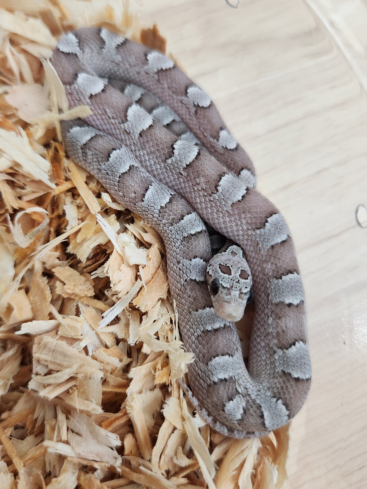 Corn Snake - Pied Sided Ghost PH Amel - Female