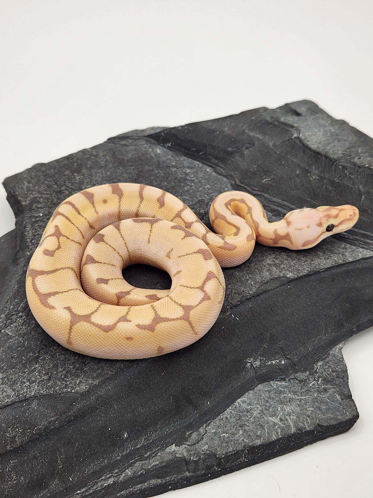 Ball Python - Banana Pastel Spider - Male