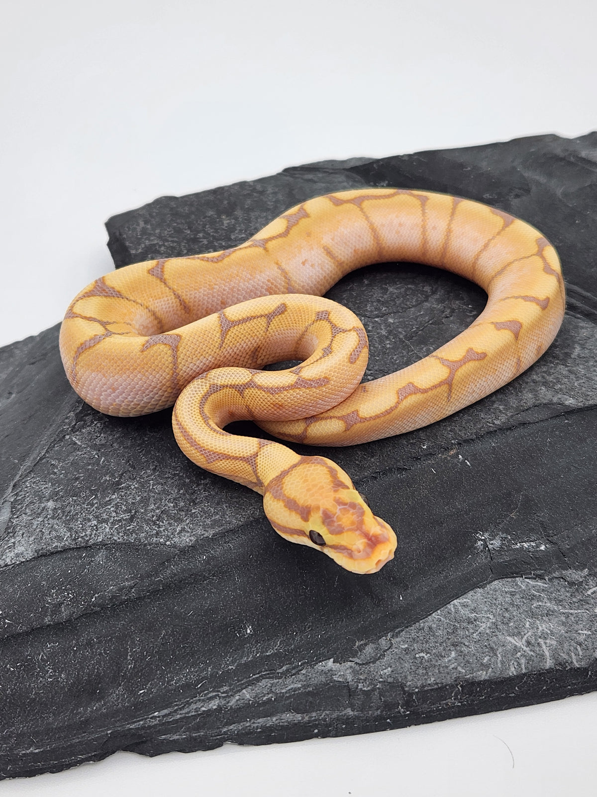 Ball Python - Banana Spider - Male