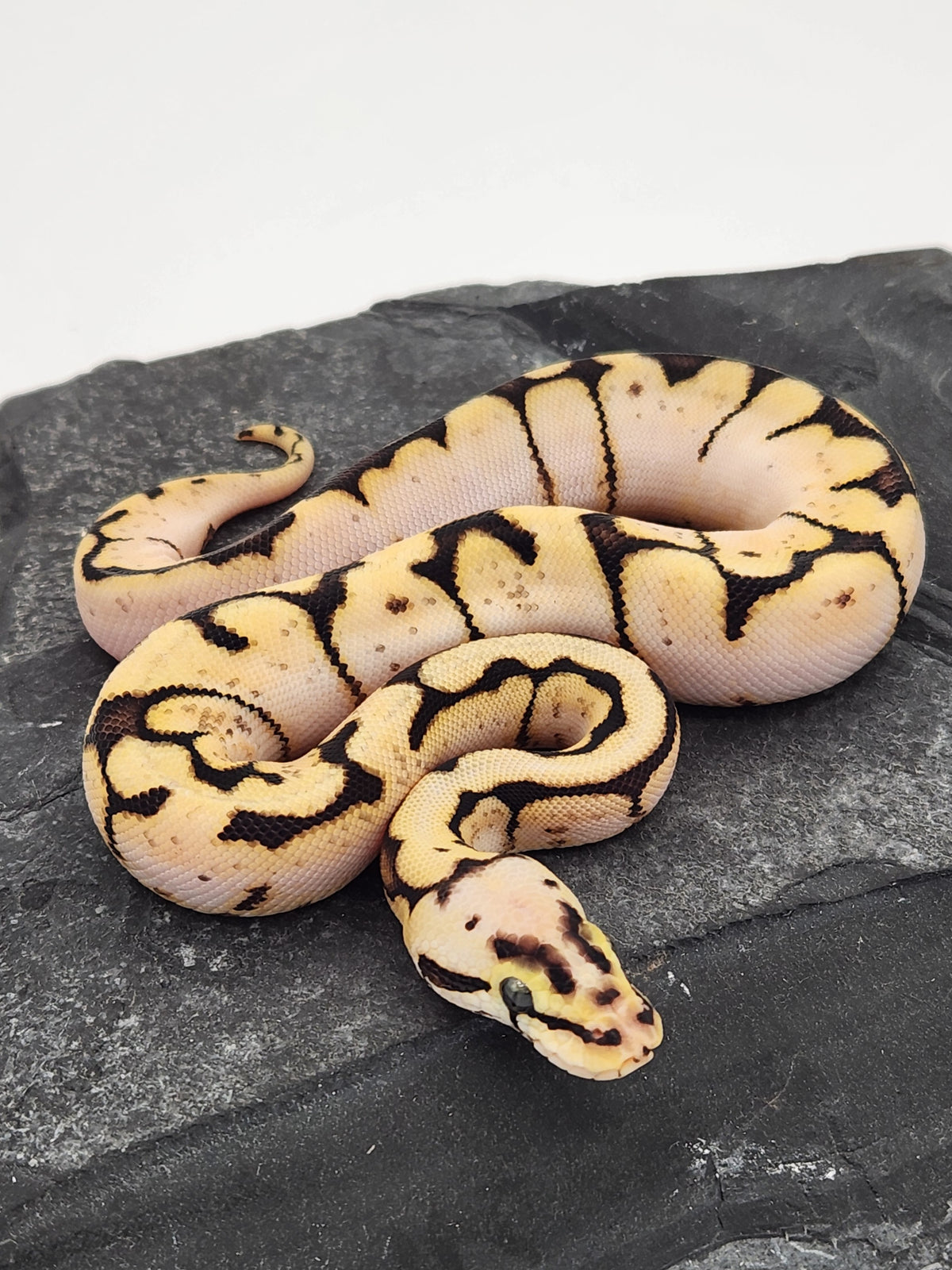 Ball Python - Calico Pastel Spider - Female