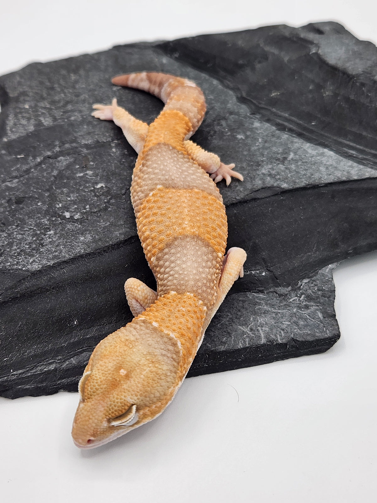African Fat-Tailed Gecko - Albino Oreo - Male